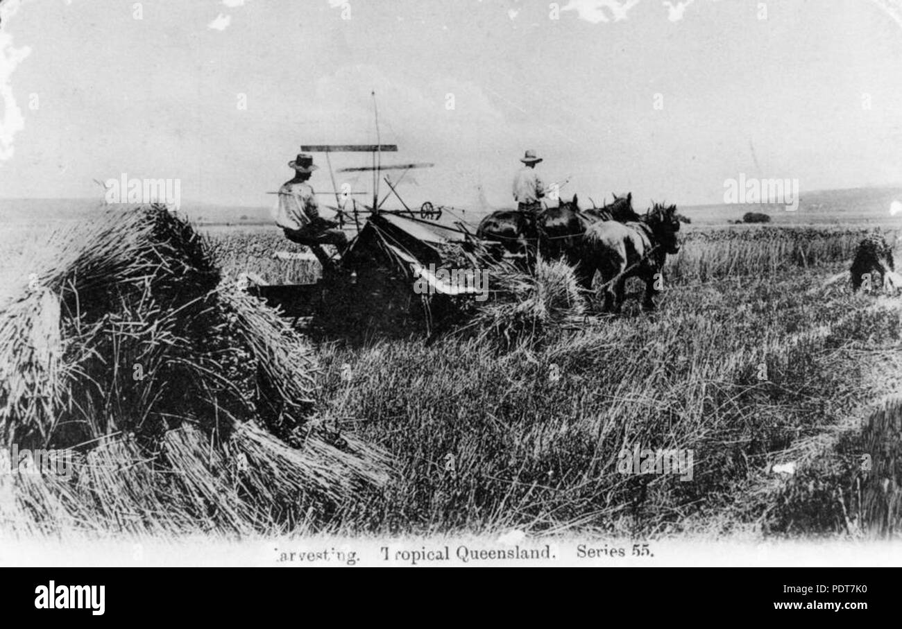 243 StateLibQld 1 177991 Horsedrawn reaper binder in use in tropical Queensland, ca. 1905 Stock Photo