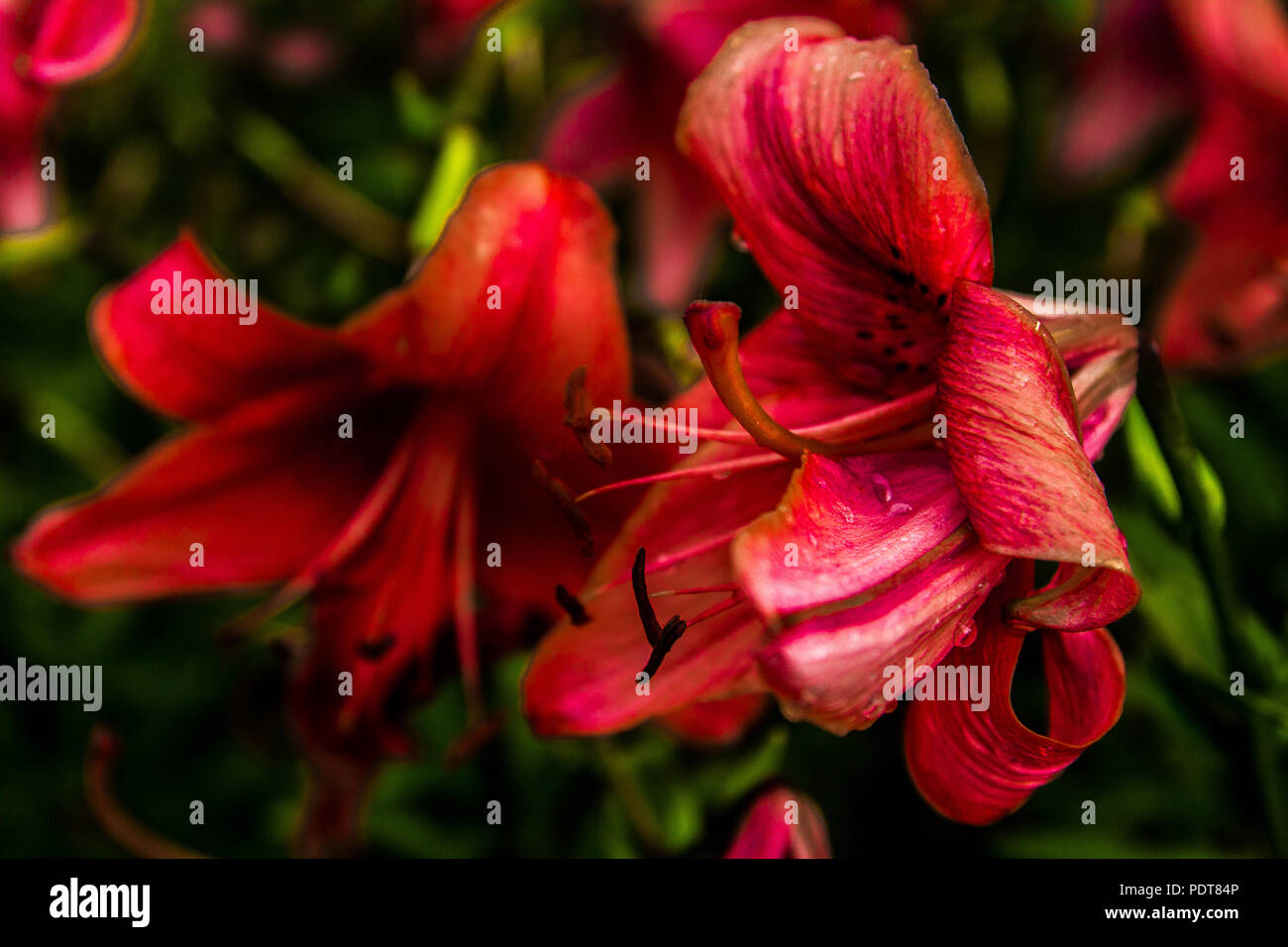 Blossoming red lilies on a warm summer evening Stock Photo