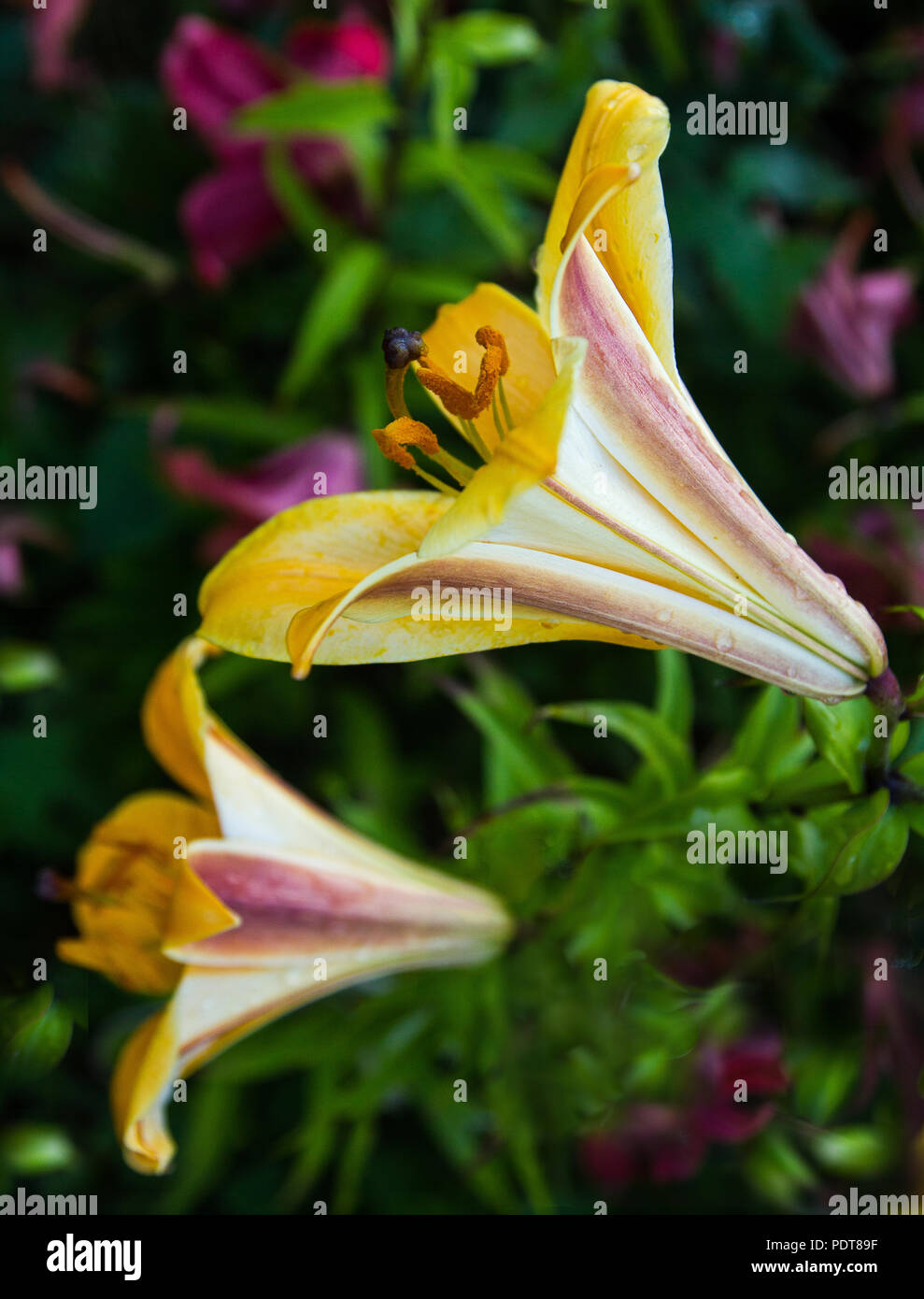Blooming yellow lilies with a few drops on the petals after the rain Stock Photo