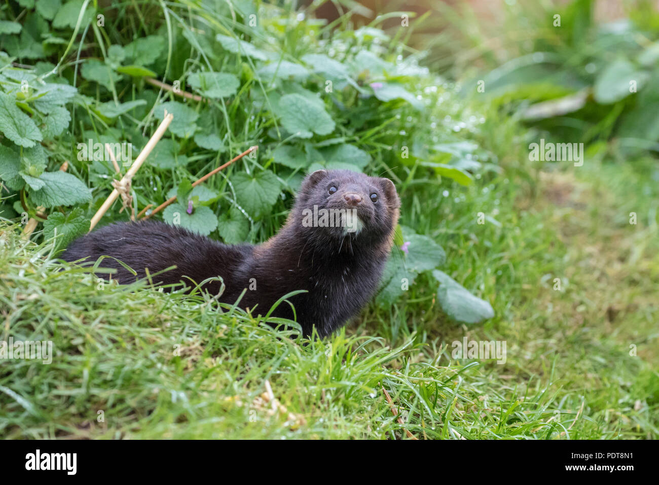 American mink (Neovison vison) on grass bank Stock Photo