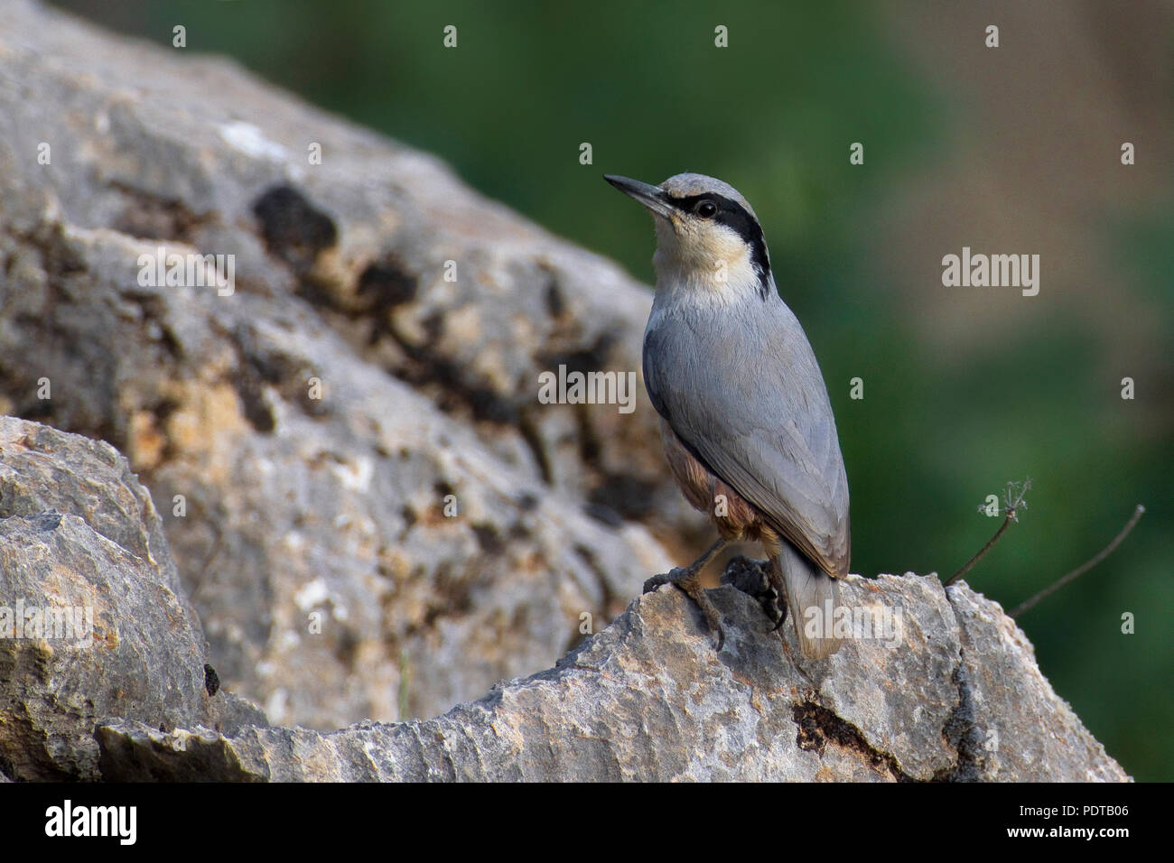 Sitta tephronota ssp dresseri hi-res stock photography and images - Alamy
