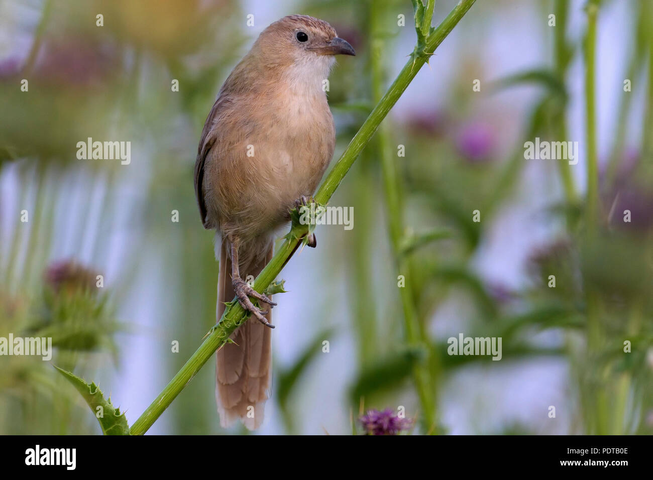 Iraakse Babbelaar; Iraq Babbler; Turdoides altirostris Stock Photo - Alamy