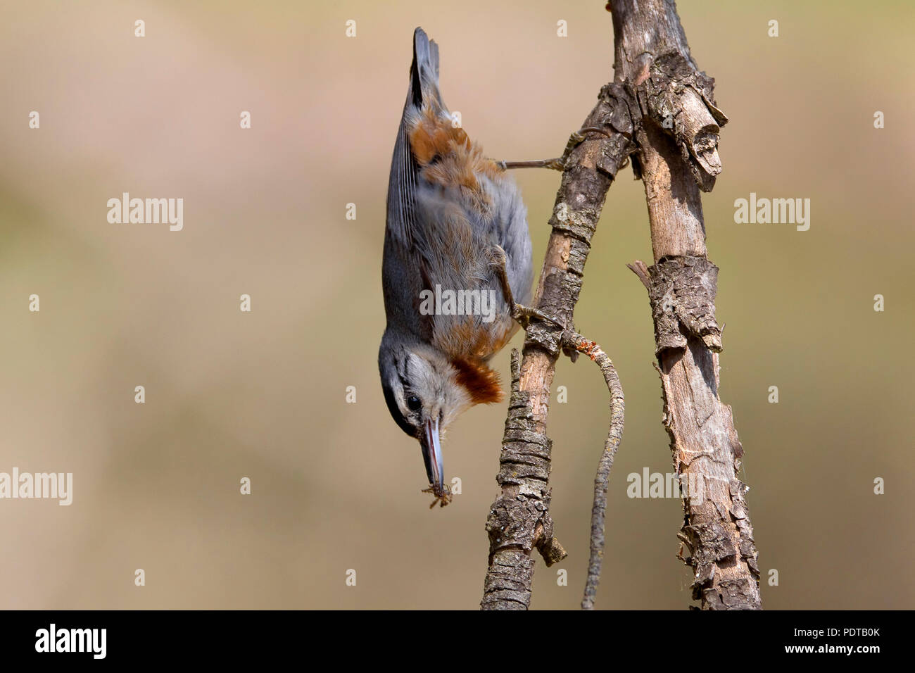 Turkse Boomklever met prooi hangend aan takje. Kruper's Nuthatch (Sitta krueperi) with prey on a branch. Stock Photo