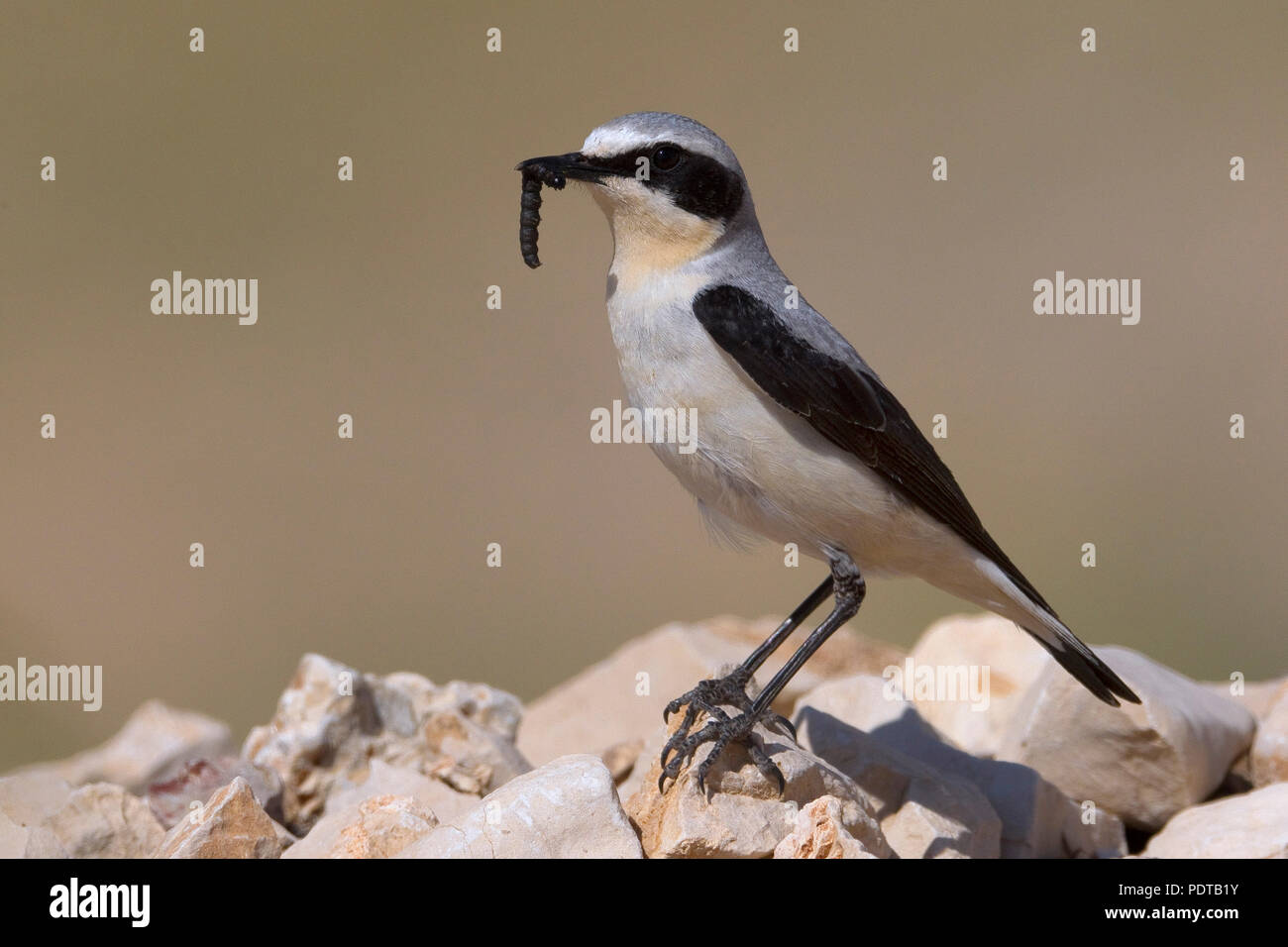 Northern Wheatear with caterpillar as prey. Stock Photo