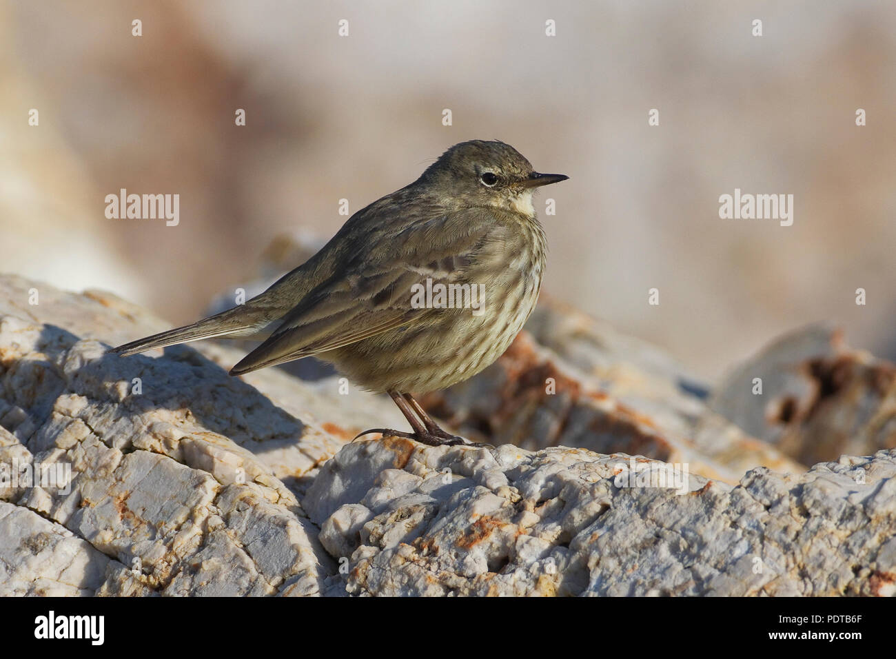 Rock Pipit on rocks Stock Photo - Alamy