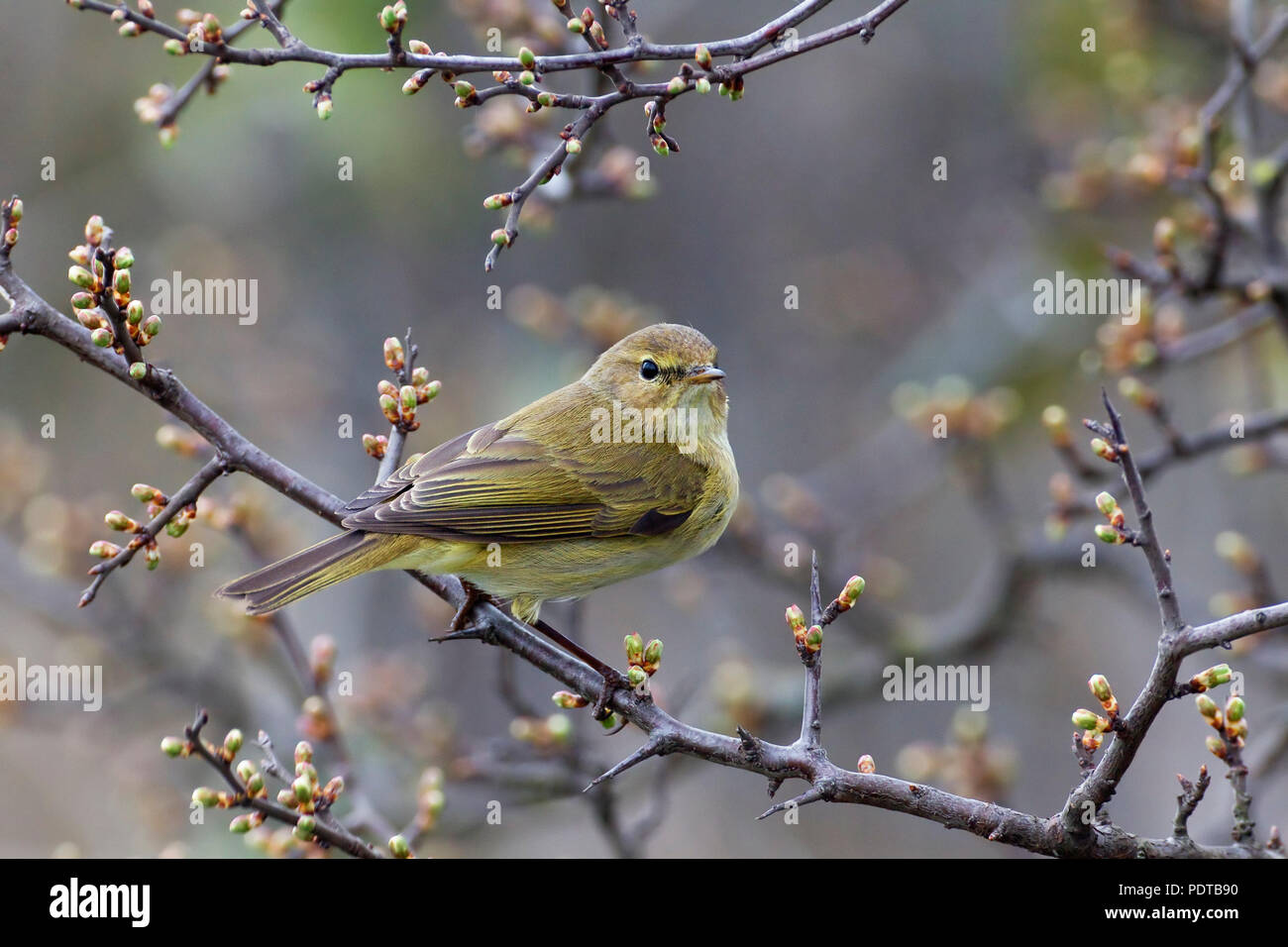 Chiffchaff on branch with buds. Stock Photo