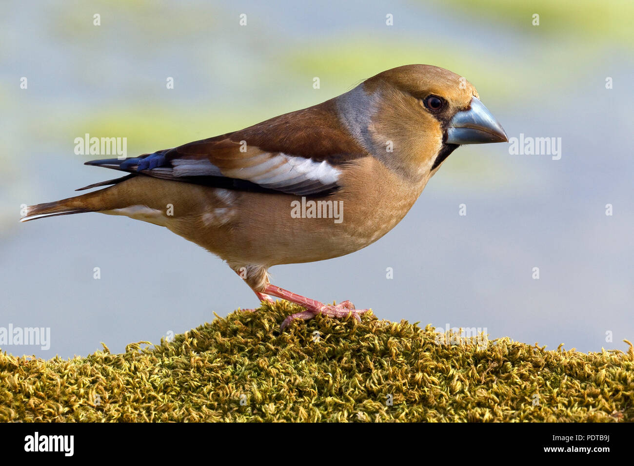 Hawfinch on moss-covered hump. Stock Photo