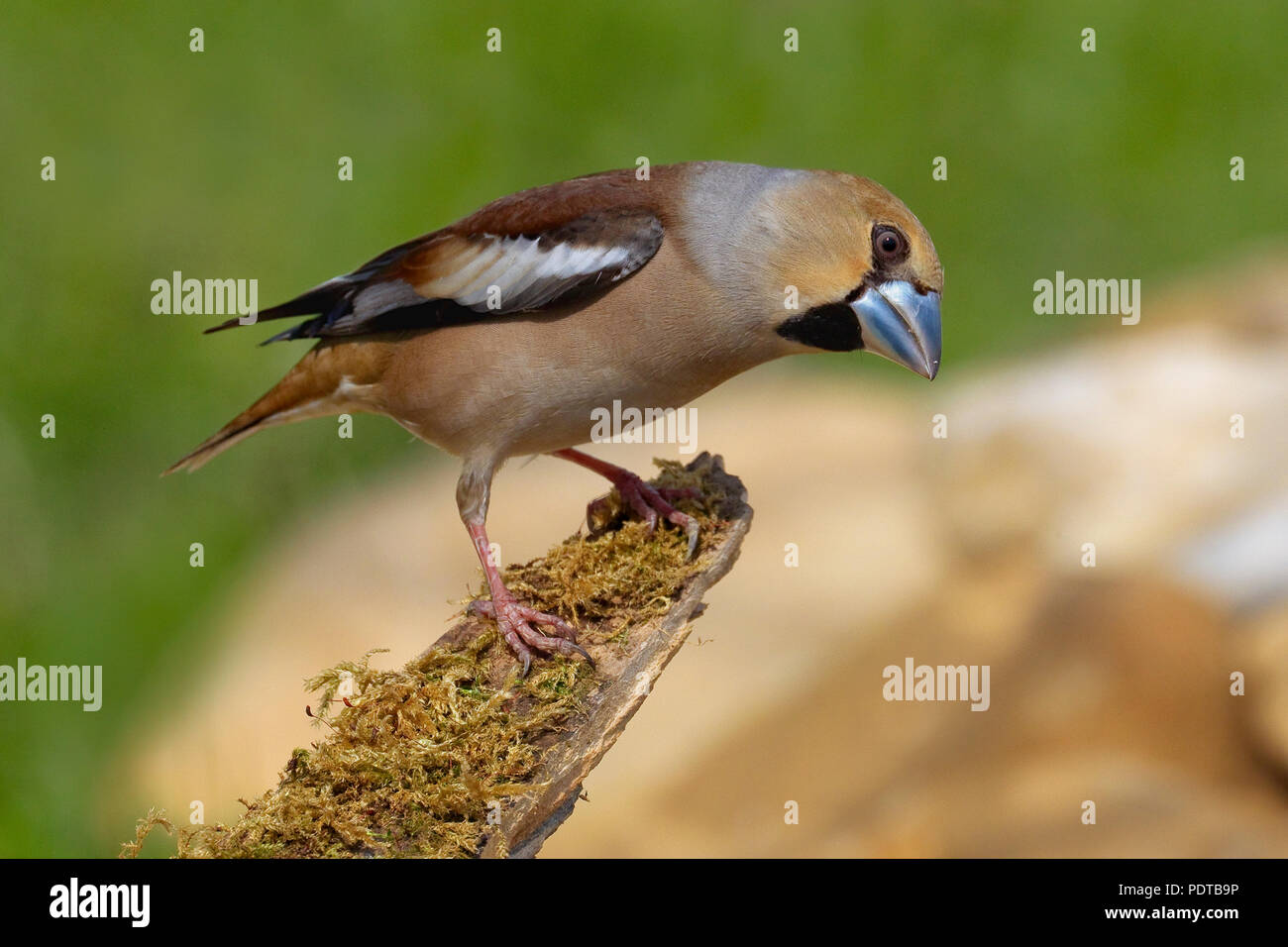 Hawfinch on moss-covered branch. Stock Photo