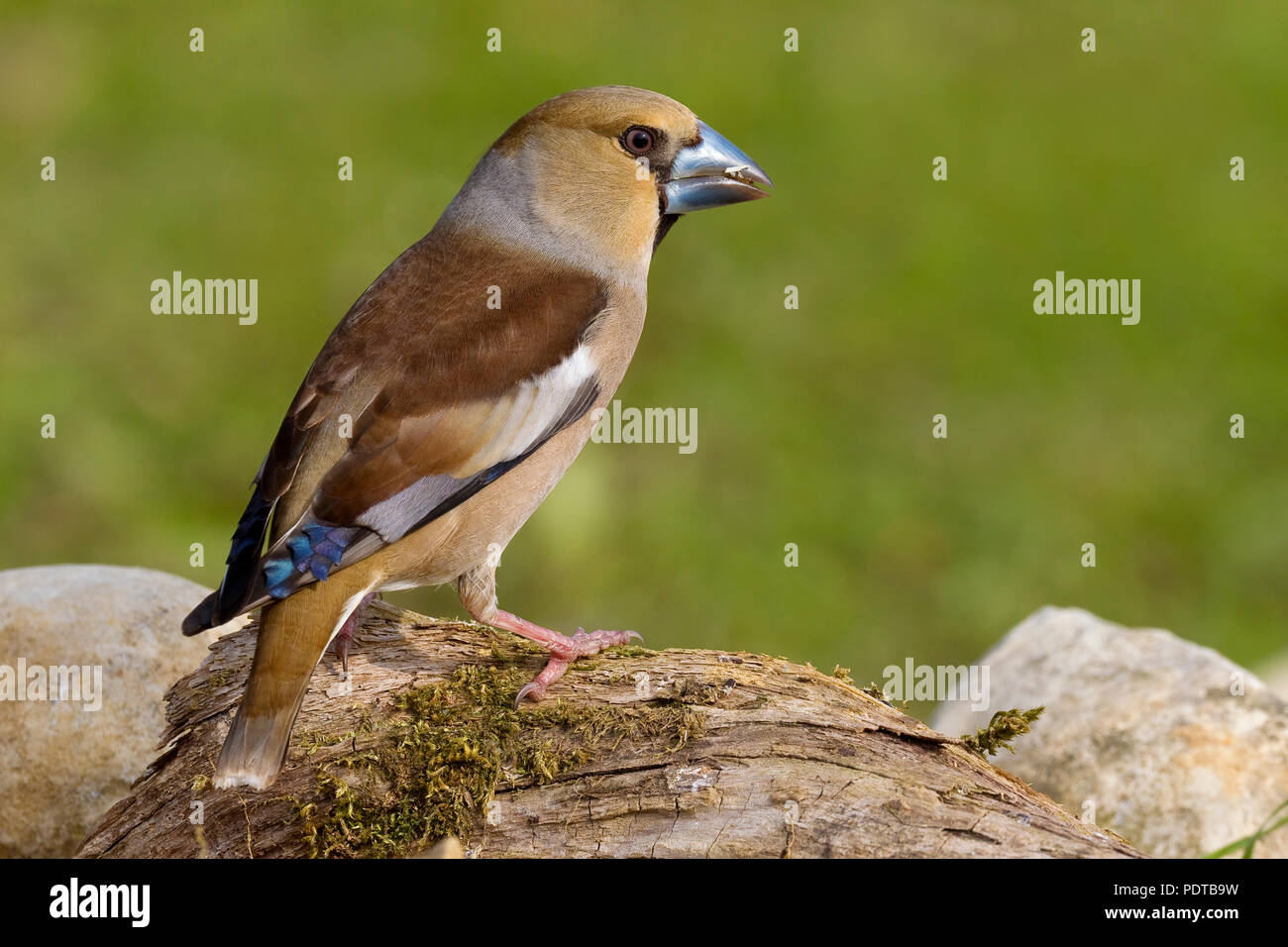 Hawfinch on moss-covered trunk. Stock Photo