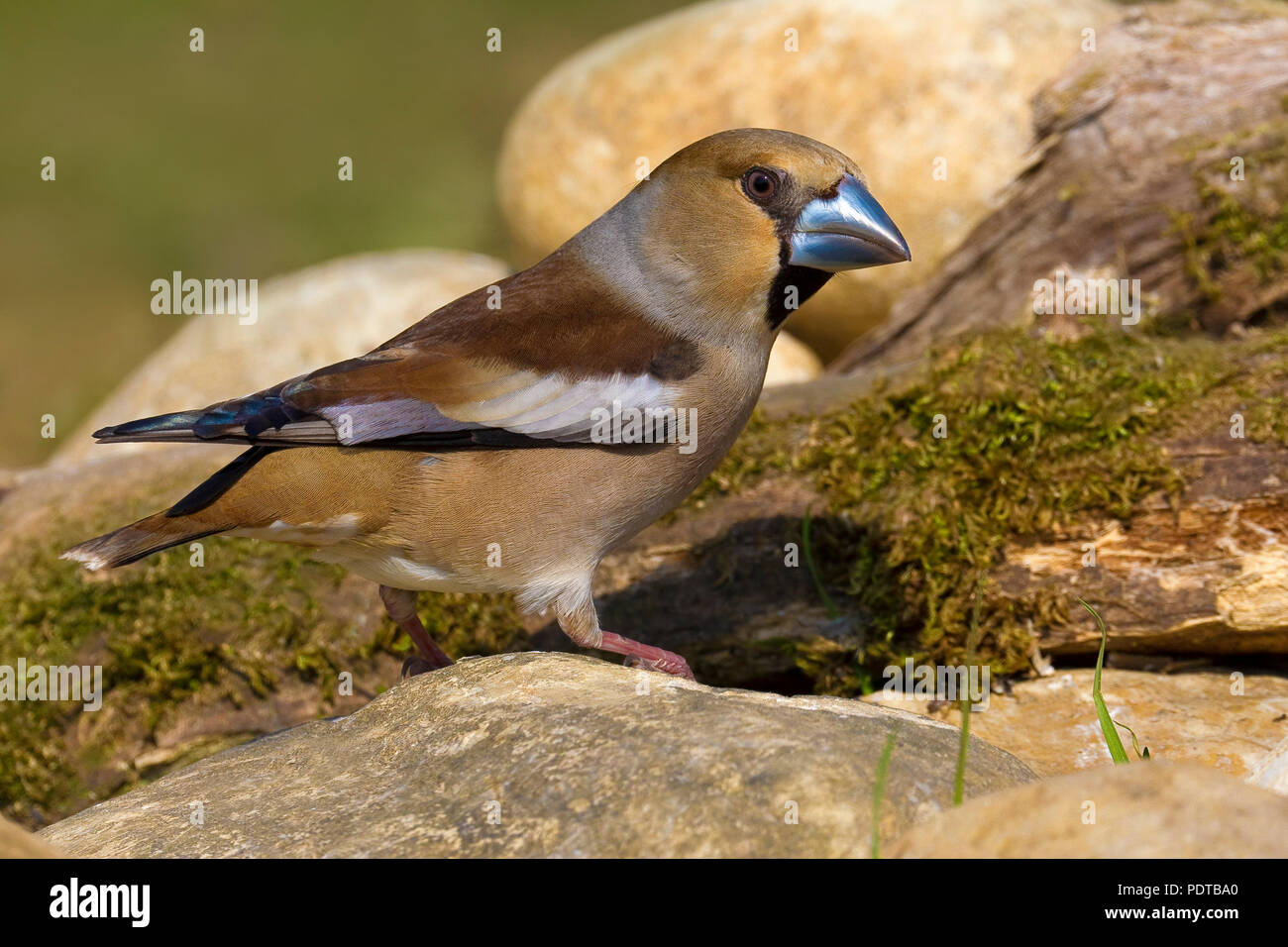 Hawfinch in front of moss-covered trunk. Stock Photo
