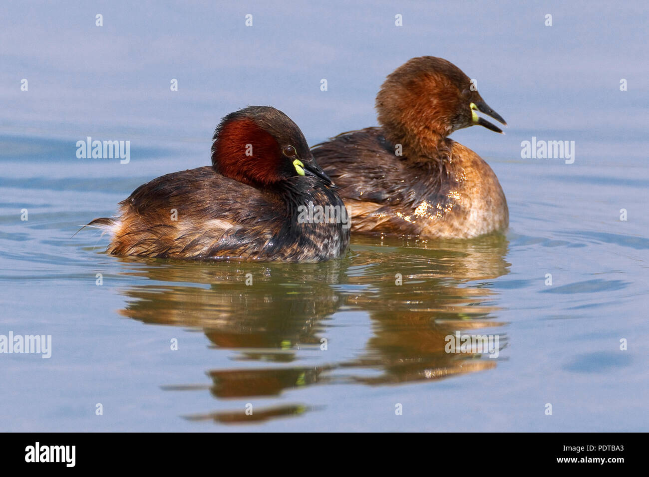 Twee zwemmende Dodaarsen. Two Little Grebes swimming. Stock Photo