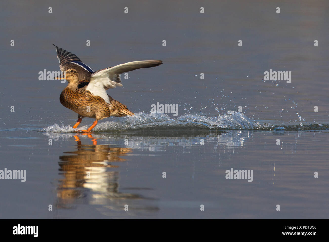 Female Mallard landing on water. Stock Photo