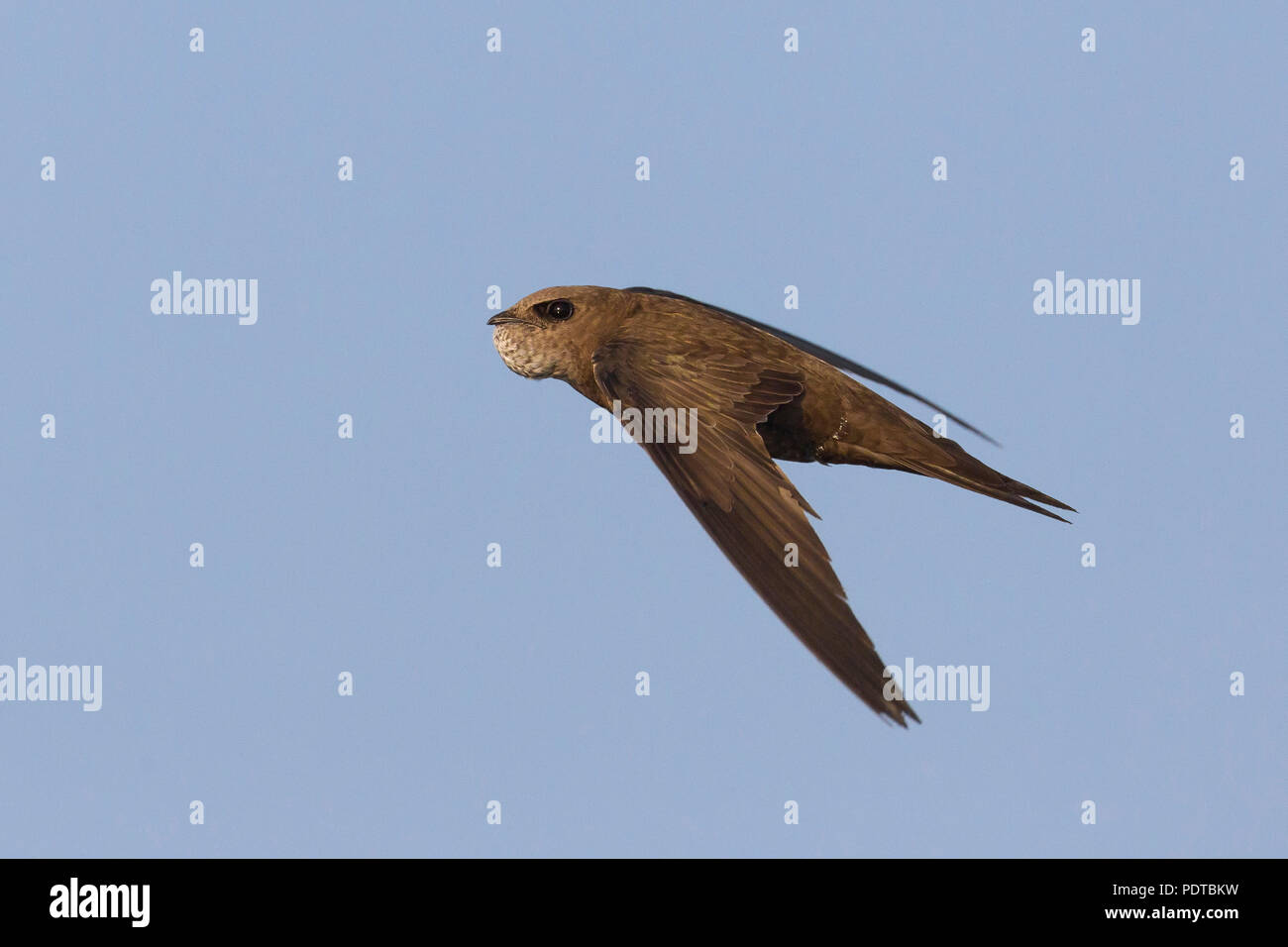 Pallid Swift flying. Stock Photo