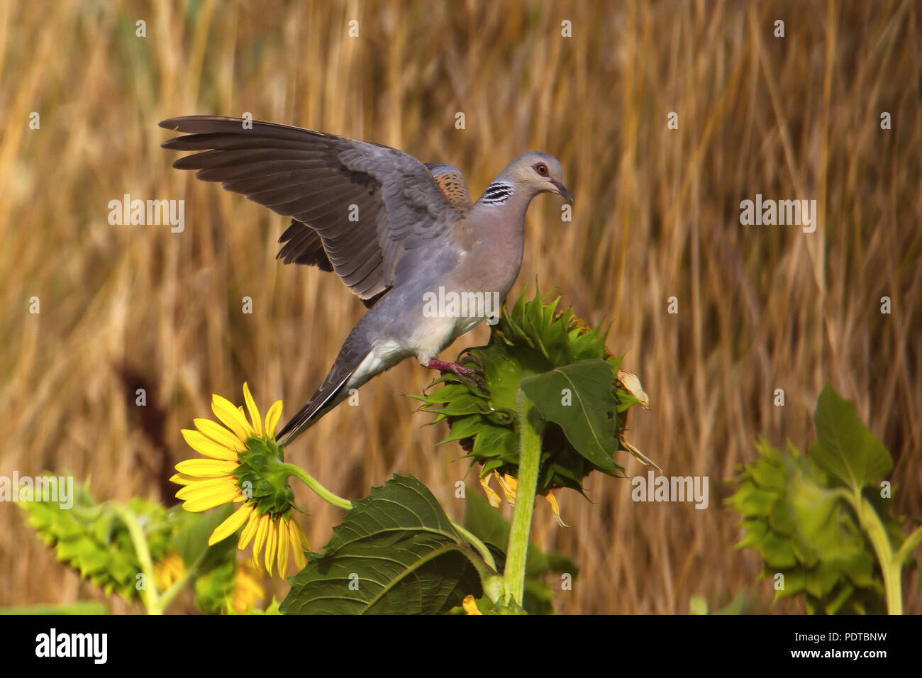 Turtle Dove on top of a sunflower Stock Photo Alamy