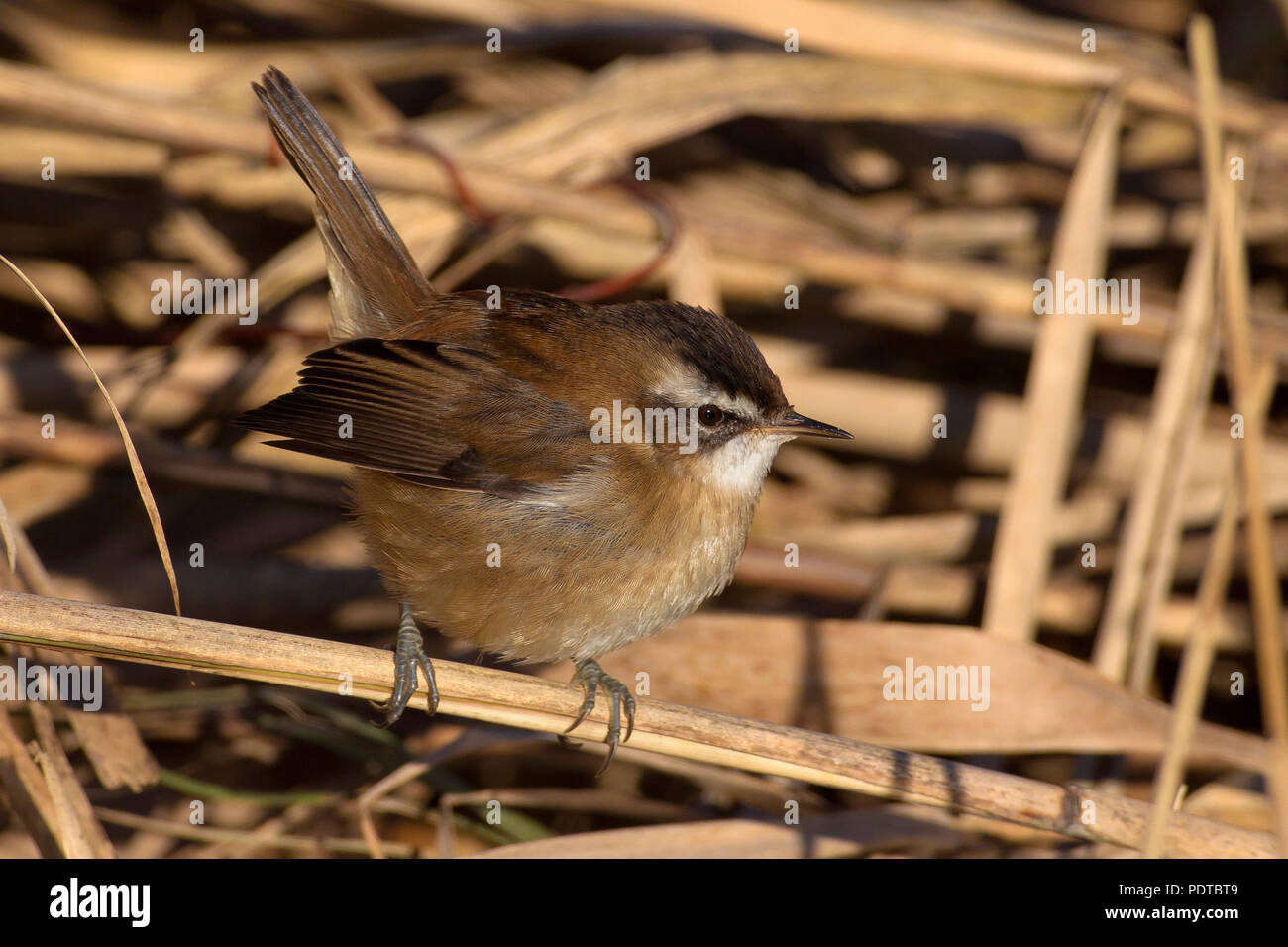 Moustached Warbler on reed stem. Stock Photo