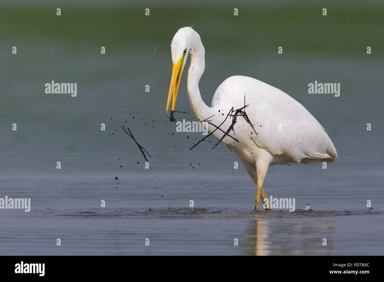 Great White Egret fishing. Stock Photo