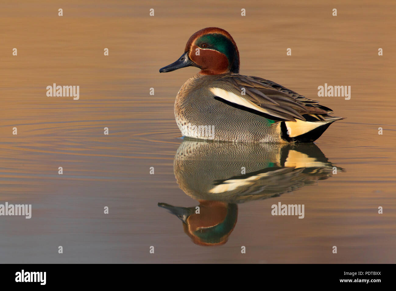 Male Teal swimming with reflection. Stock Photo