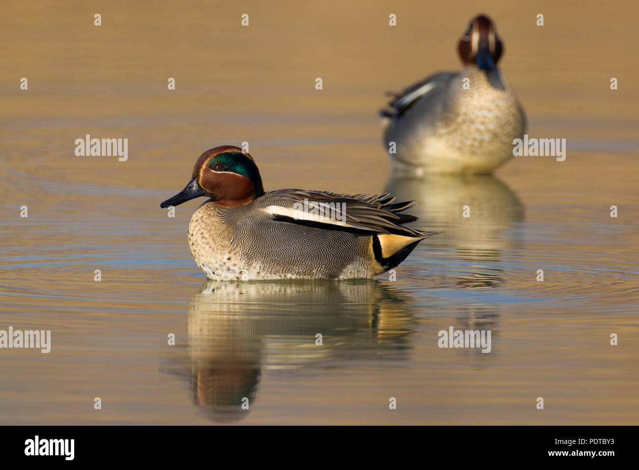 Male Teal swimming. Stock Photo