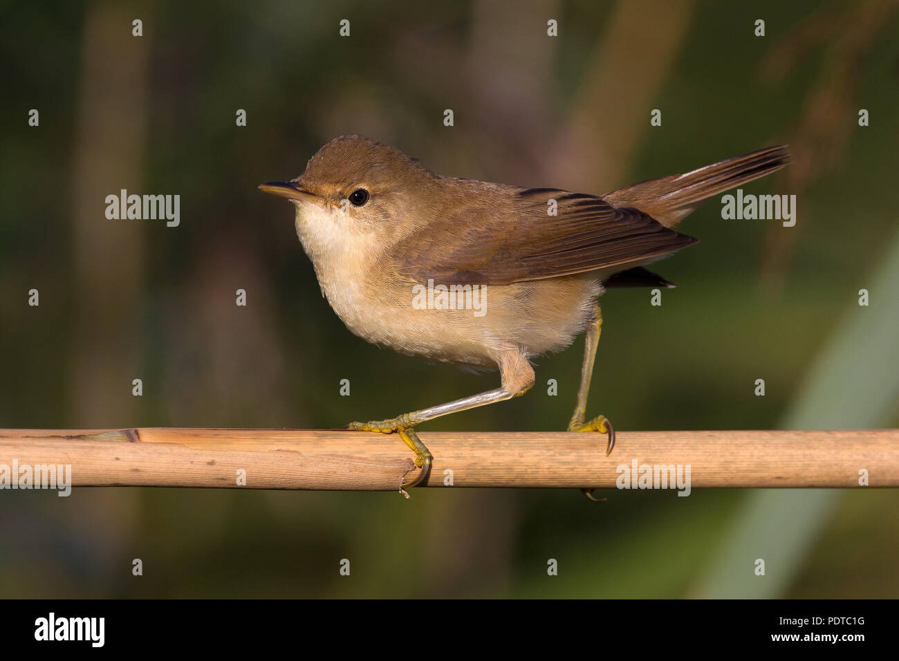 Reed Warbler on reed stem. Stock Photo