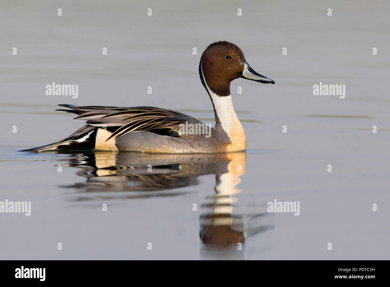 Male Northern Pintail swimming Stock Photo