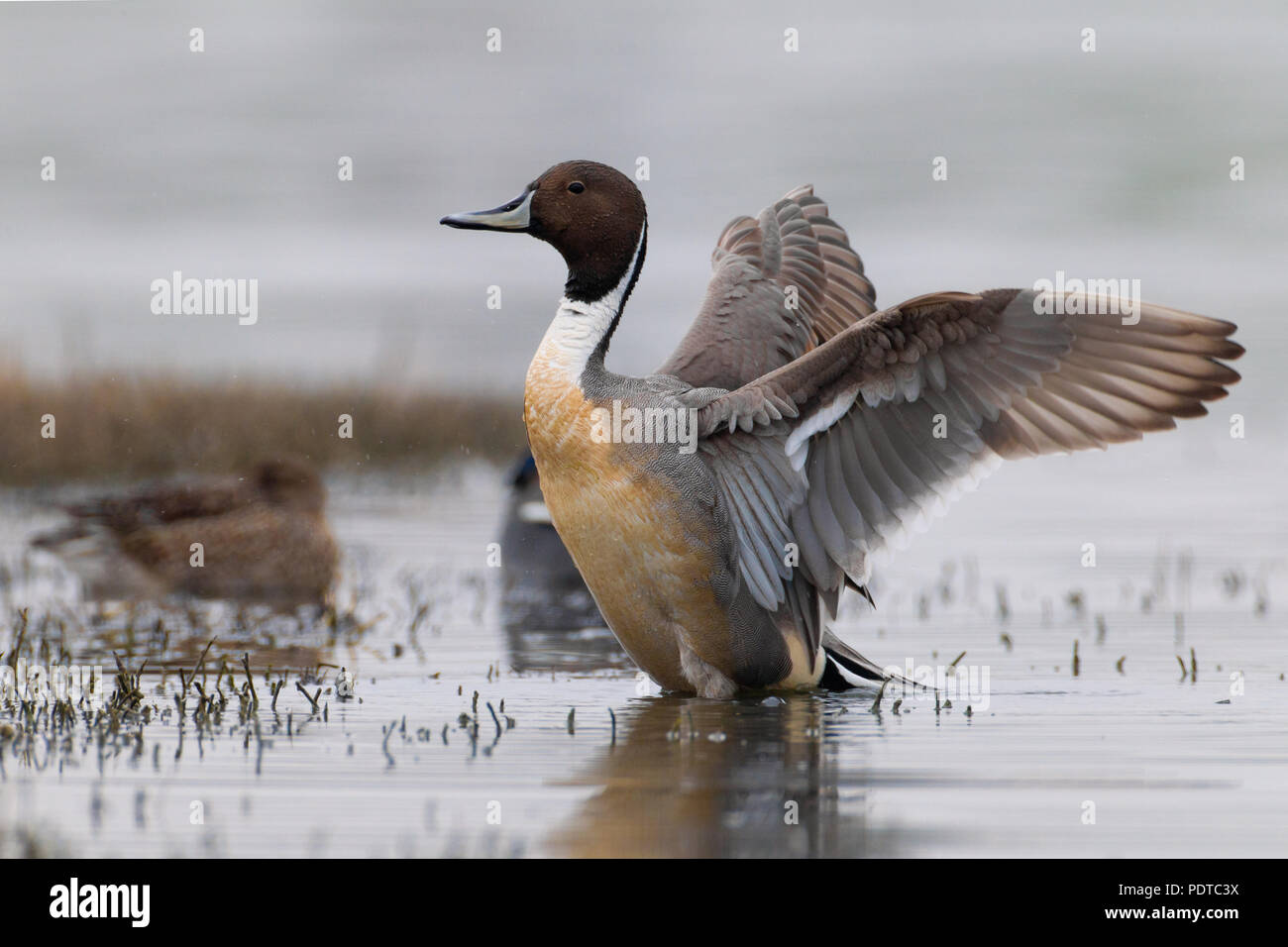 Male Northern Pintail wingflapping Stock Photo