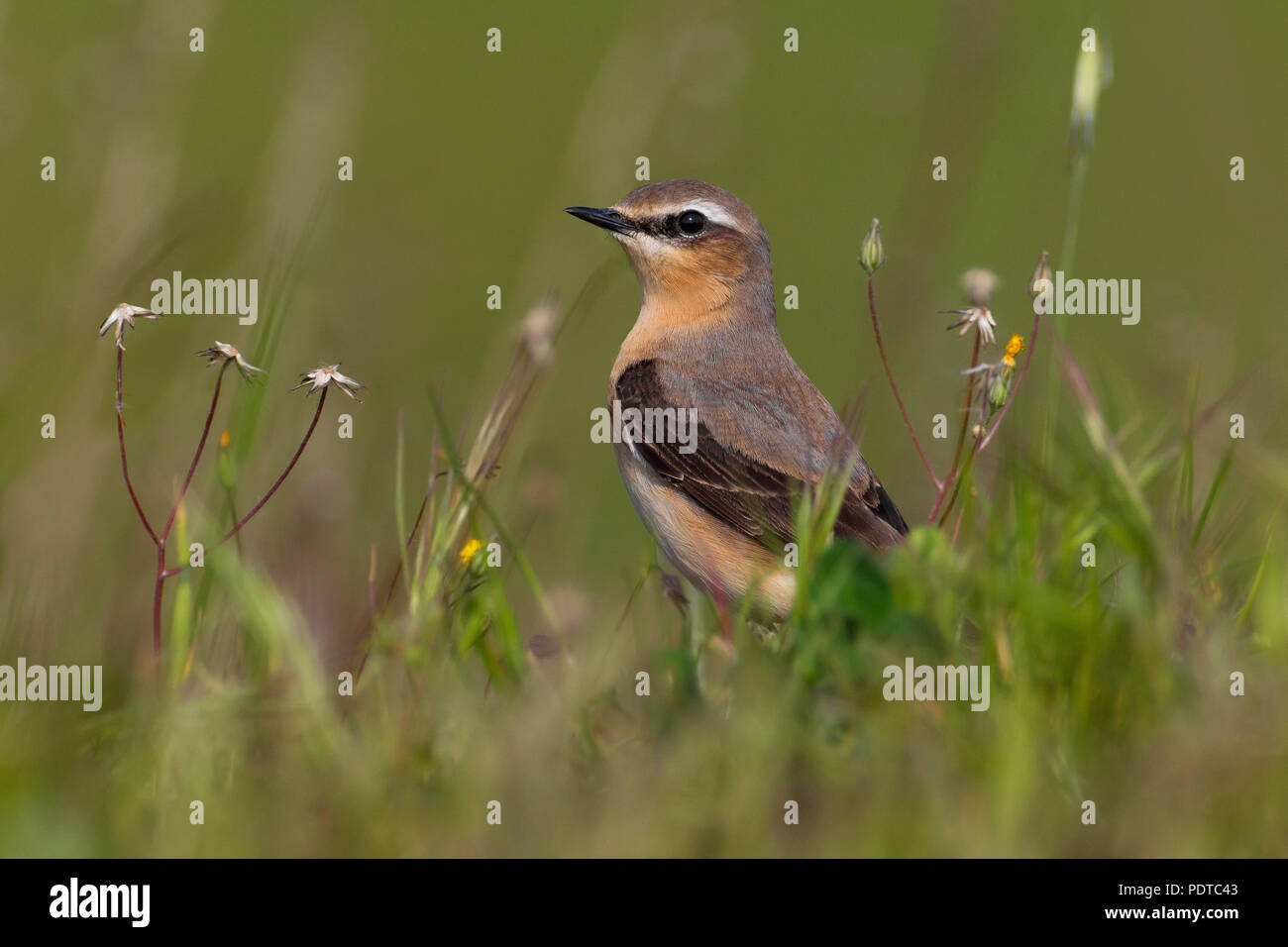 Male Northern Wheatear on grass; Oenanthe oenanthe; Mannetje Tapuit in het gras Stock Photo