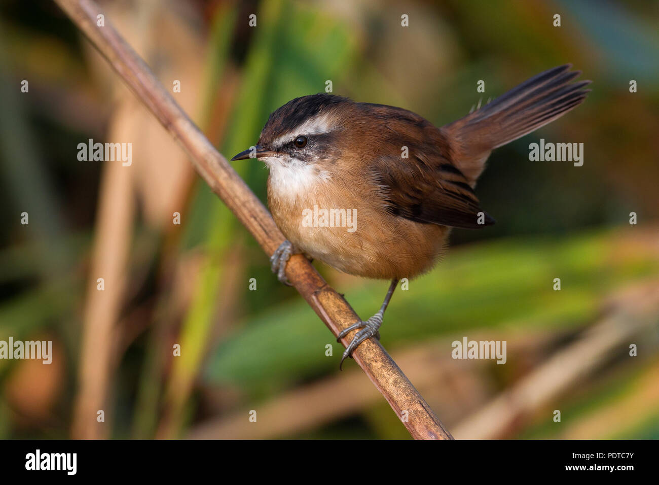 Moustached Warbler on reed stem. Stock Photo