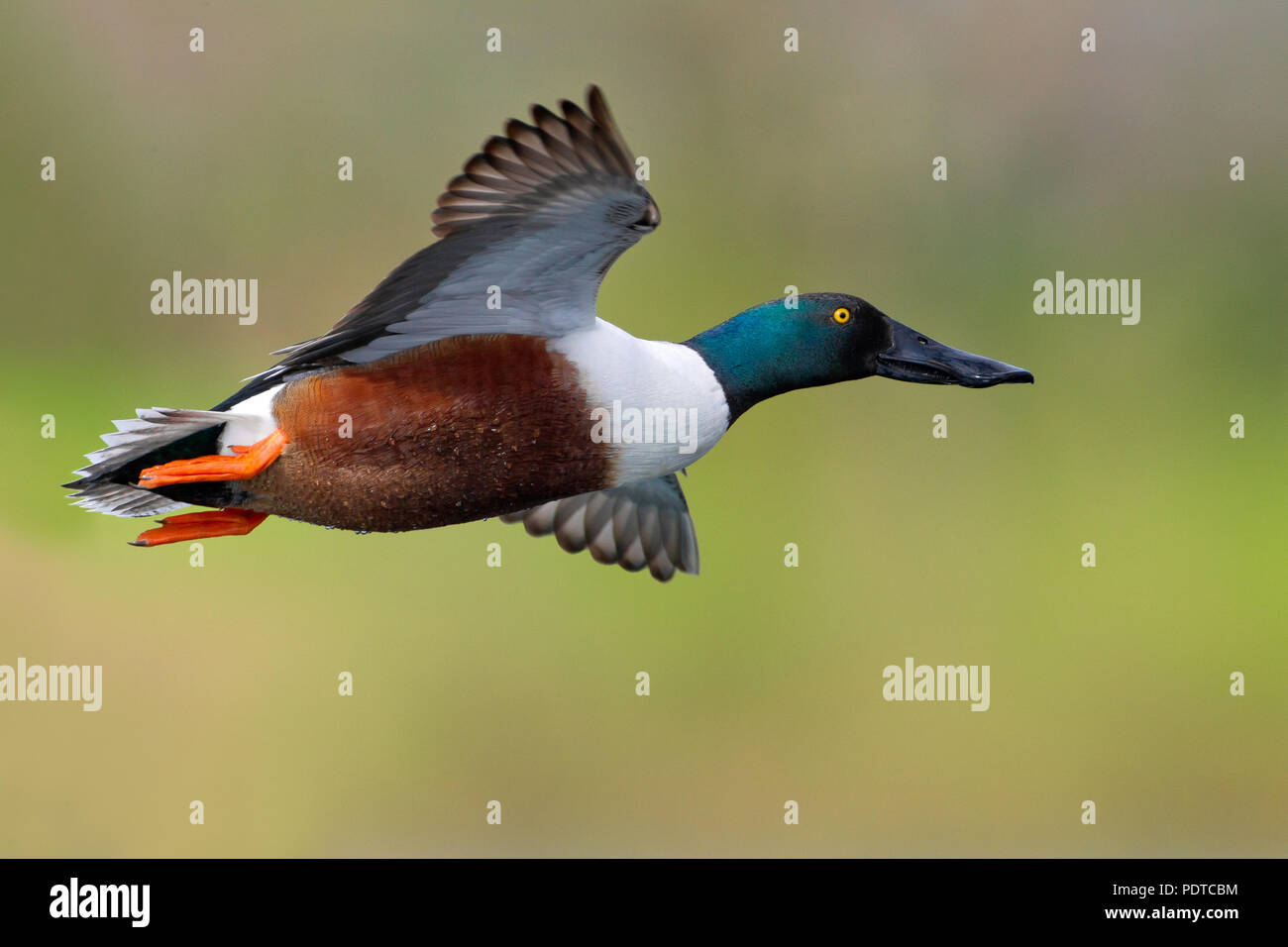 Shoveler Duck Flying