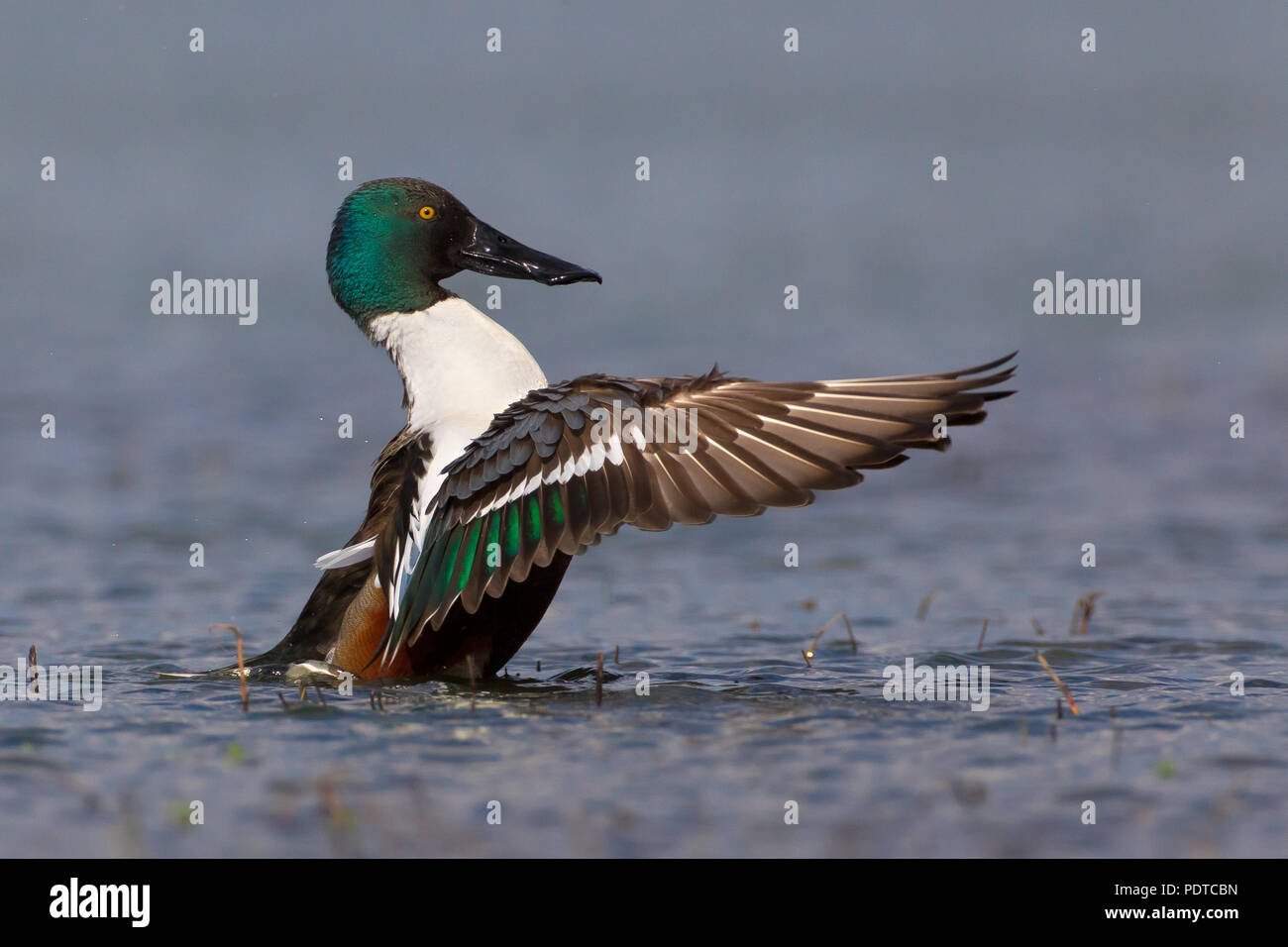 Male Northern Shoveler flapping wings Stock Photo Alamy