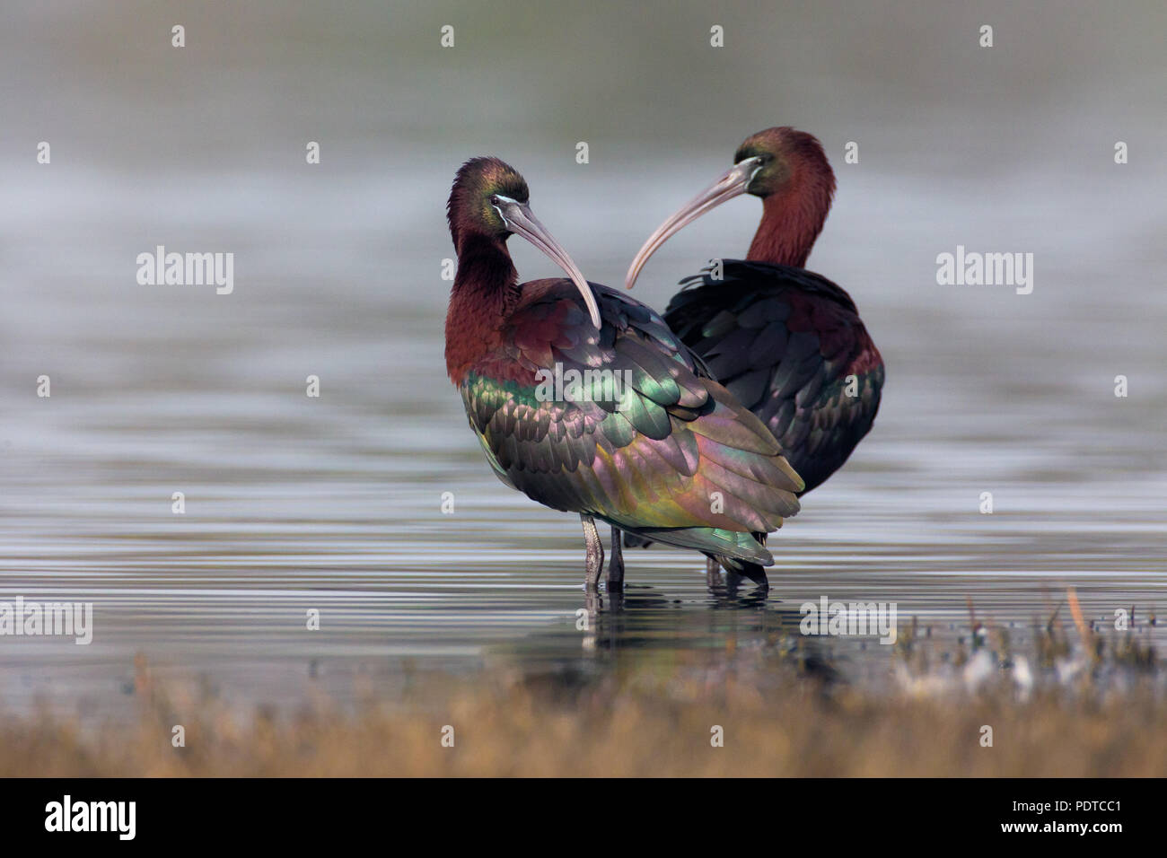 Pair of Glossy Ibis demonstrating how glossy their feathers are Stock Photo