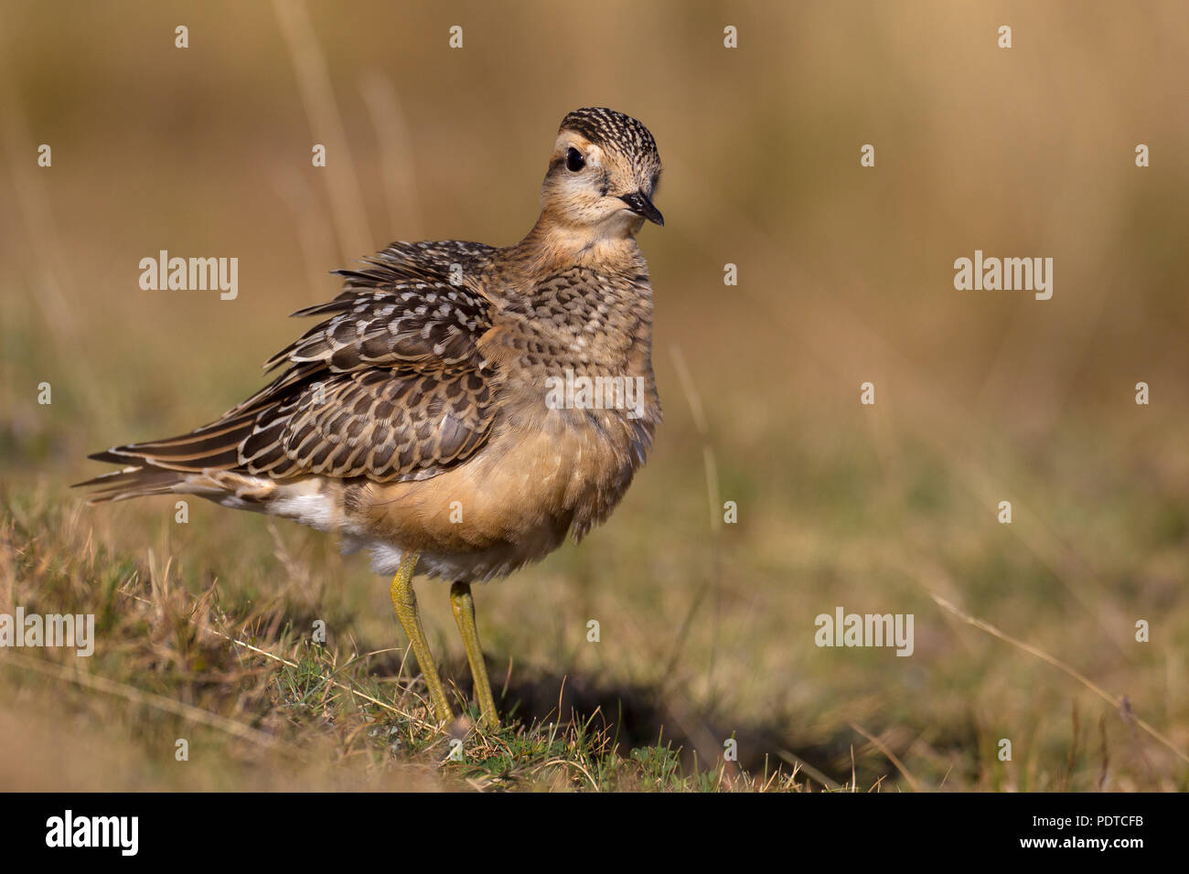 Eurasian Dotterel standing in the grass with ruffled feathers. Stock Photo