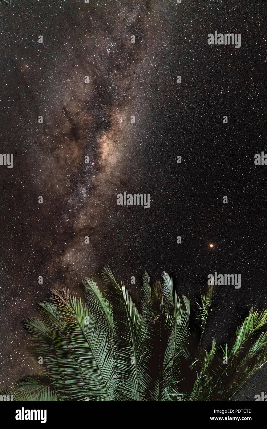 Looking up at the night sky through a Chilean Palm tree with a view of the Milky Way galaxy and the planet Mars. Stock Photo
