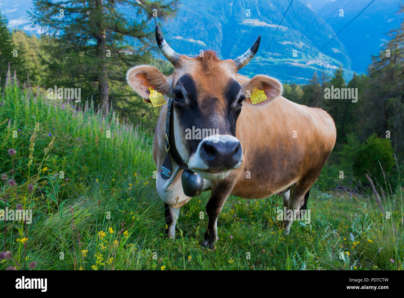 Brown Swiss milk cow grazing on the Alps Stock Photo
