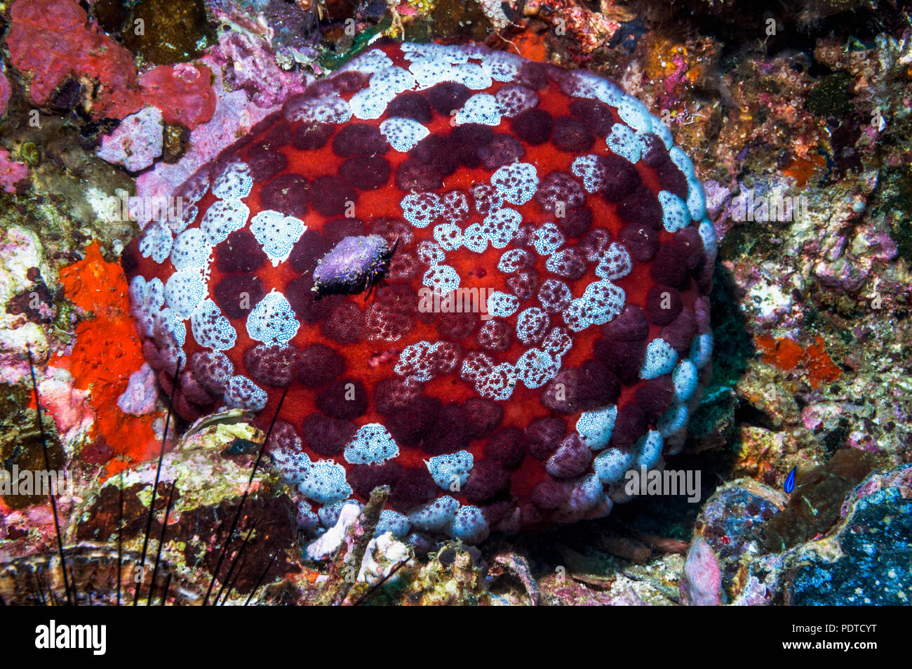 Pin cushion starfish [Culcita novaguineae] on coral reef.  Cebu, Malapascua Island, Philippines. Stock Photo