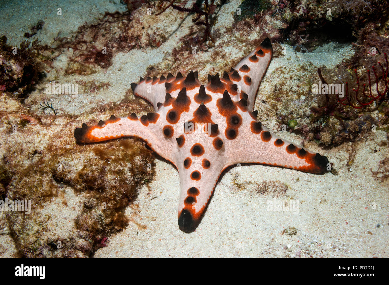 Chocolate chip starfish [Protoreaster nodosus].  Cebu, Malapascua Island, Philippines. Stock Photo