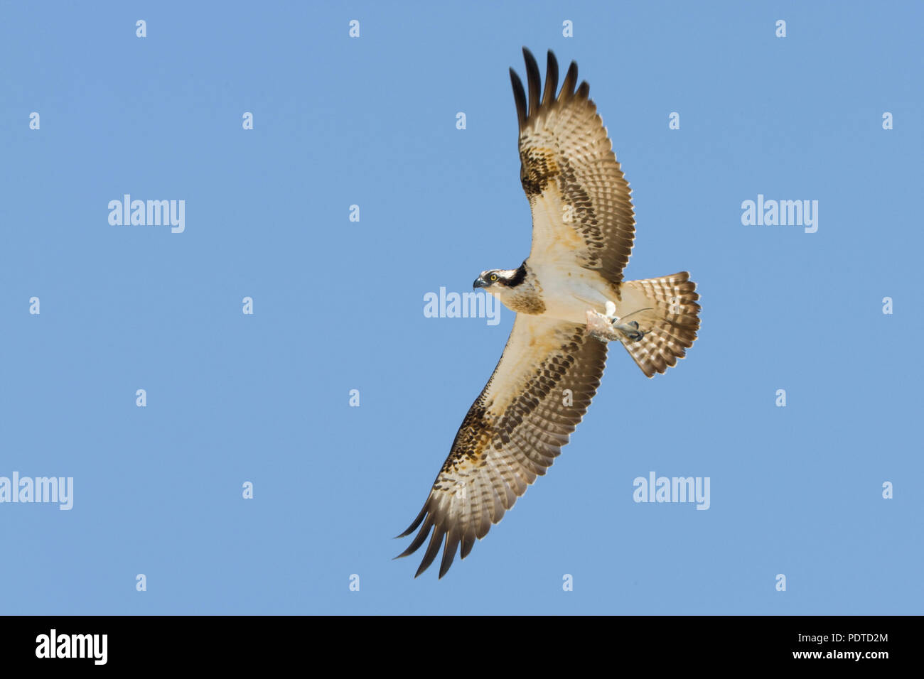 Visarend vliegend met klauwen naar voren uitgestrekt;Flying Osprey with his claws stretched out; Stock Photo