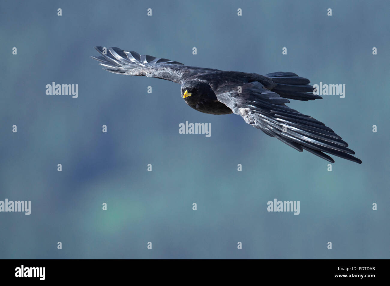 Flying Alpine Chough (Pyrrhocorax graculus) Stock Photo