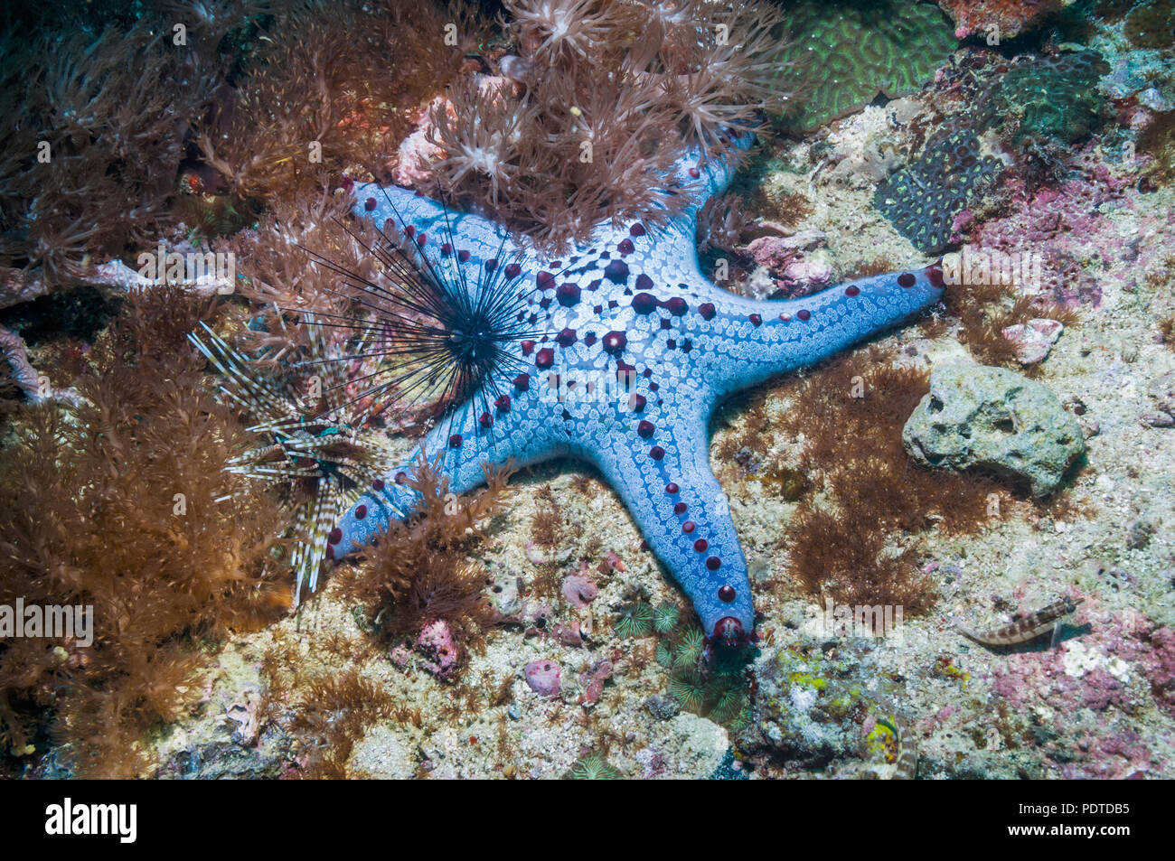 Honeycomb or Cushion starfish [Pentaceraster alveolatus] with a Banded urchin [Echinothrix calamaris] and a Longspine urchin [Diadema setosum].  Oreas Stock Photo