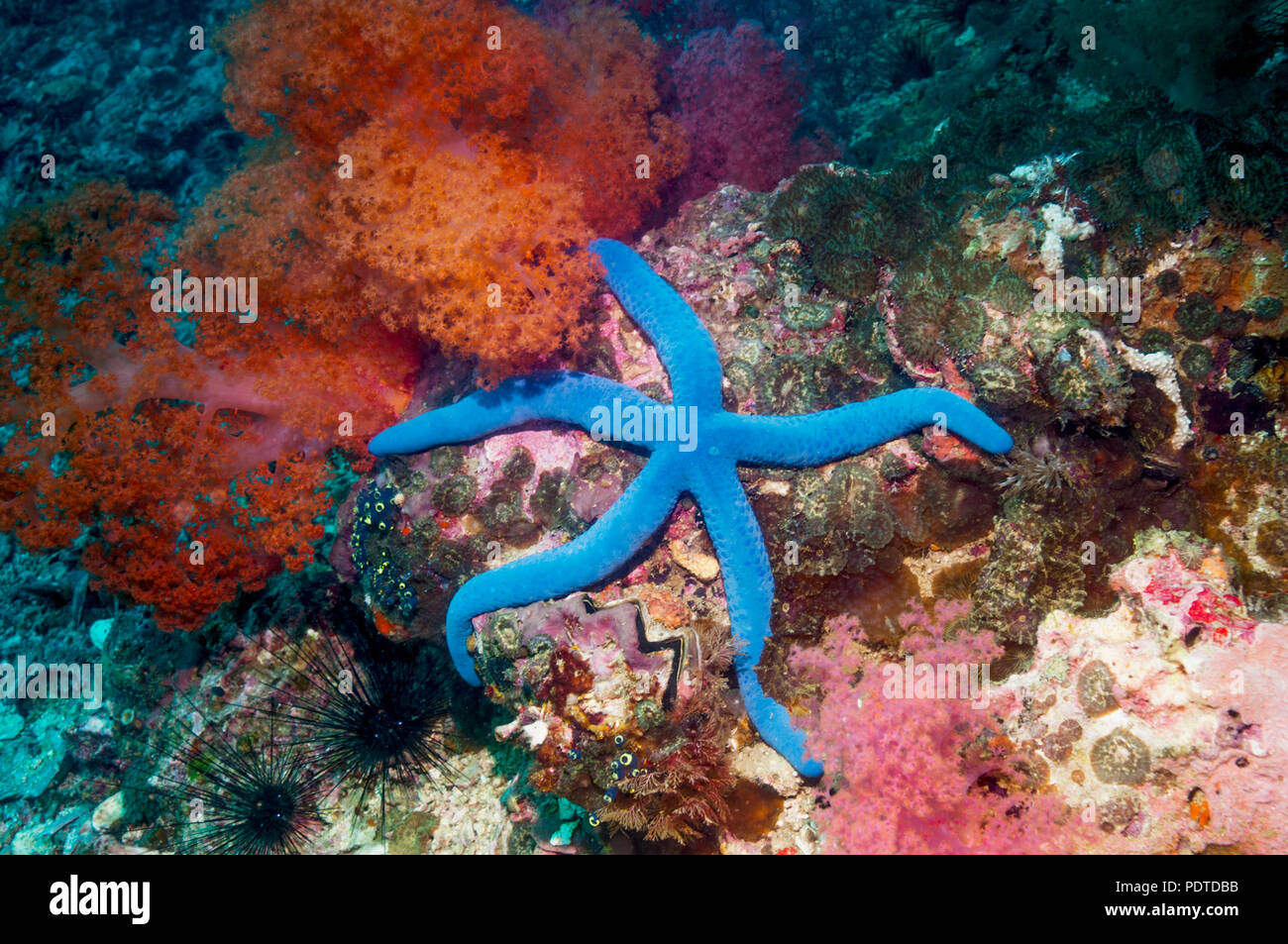 Blue starfish [Linckia laevigata]. Cebu, Malapascua Island, Philippines ...