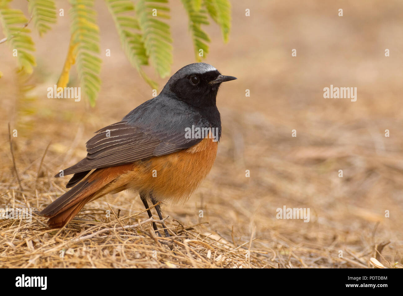 Eastern Black Redstart; Phoenicurus ochruros phoenicuroides Stock Photo ...