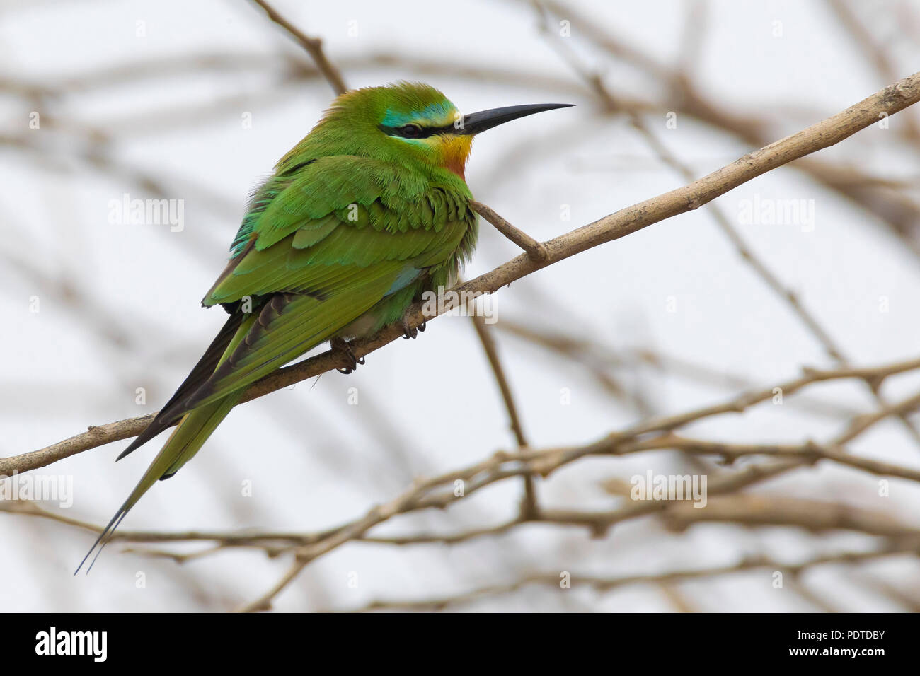 Blue-cheecked Bee-eater; Merops persicus Stock Photo