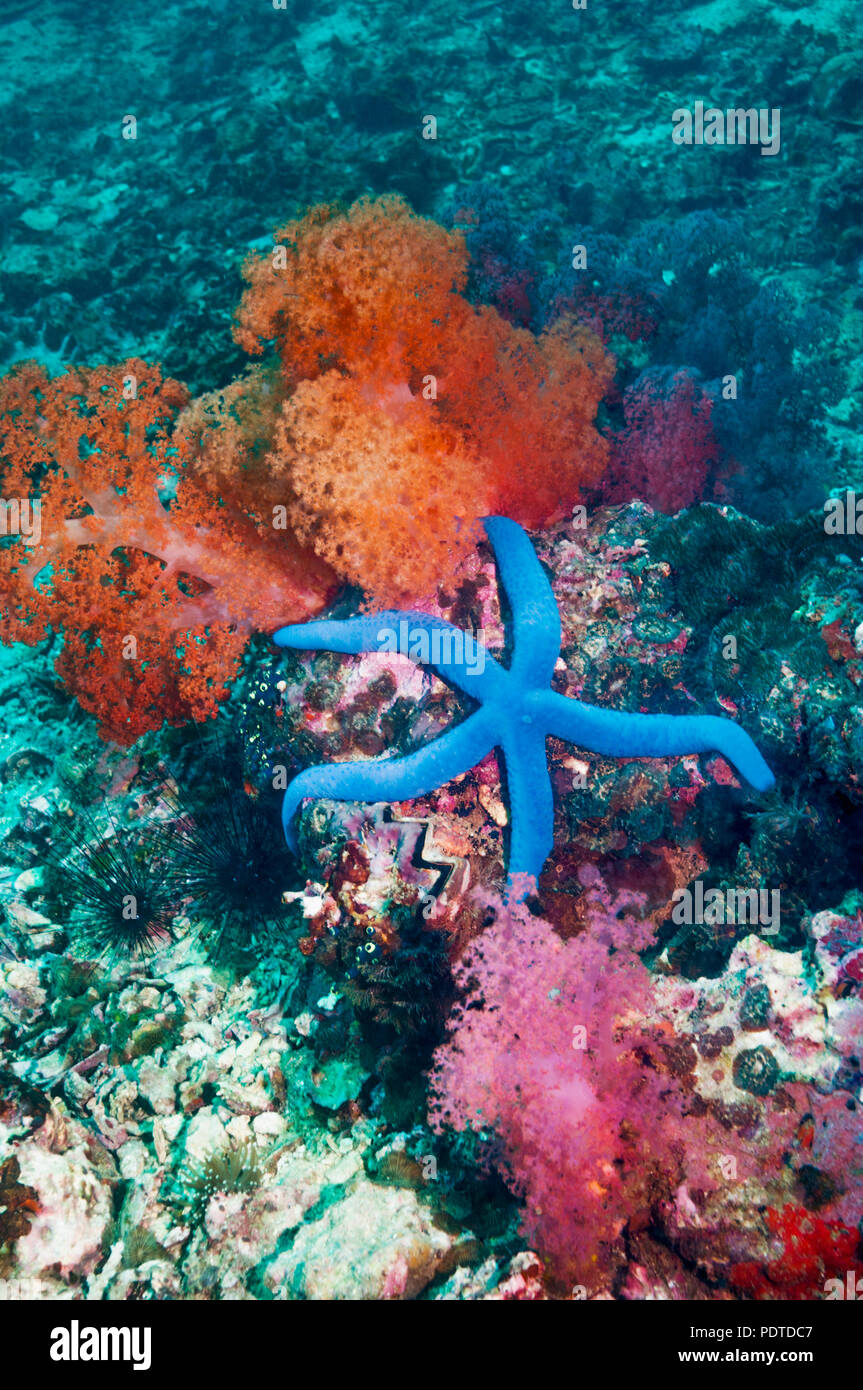 Blue starfish [Linckia laevigata]. Cebu, Malapascua Island, Philippines ...