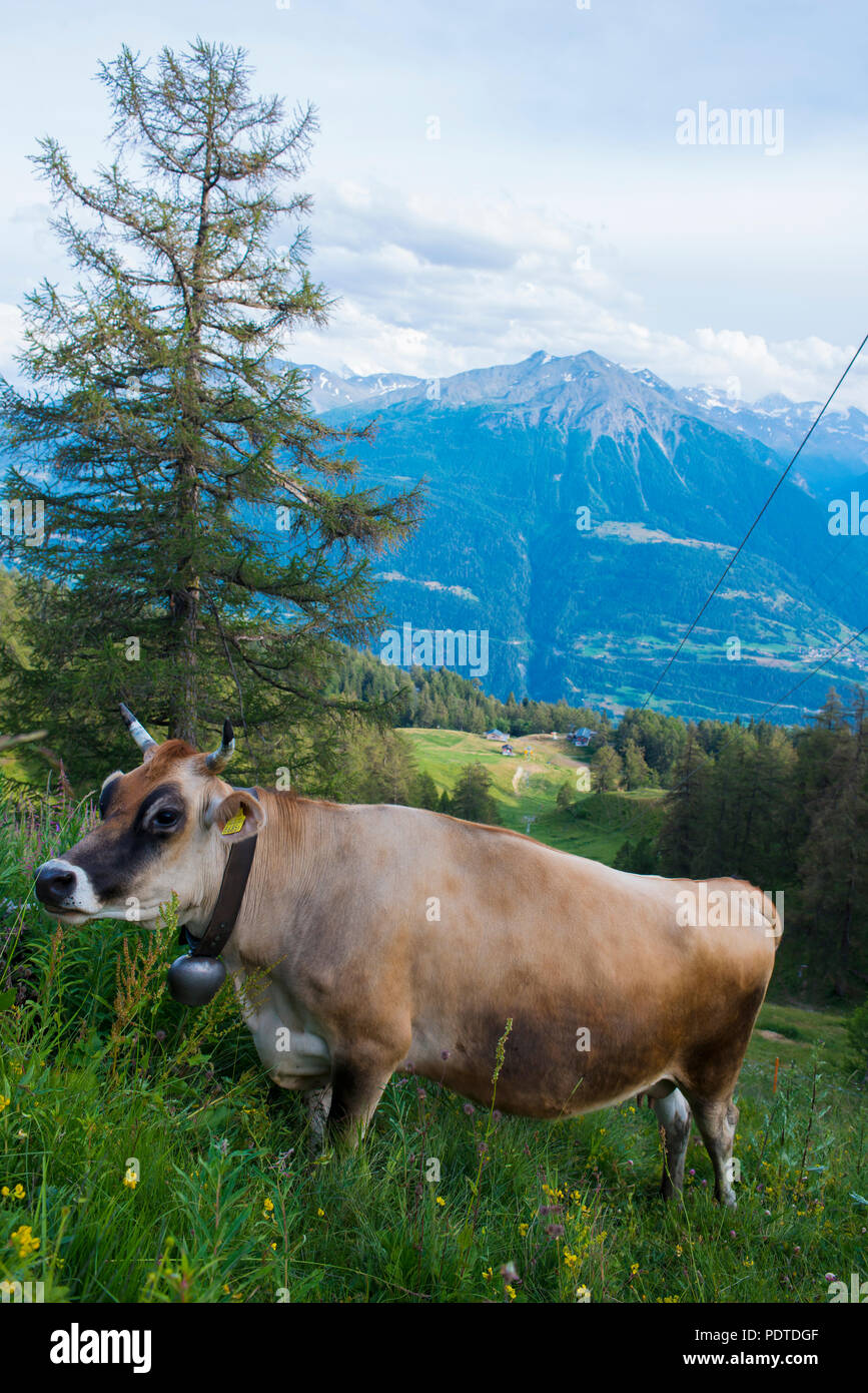 brown-swiss-milk-cow-grazing-on-the-alps-stock-photo-alamy
