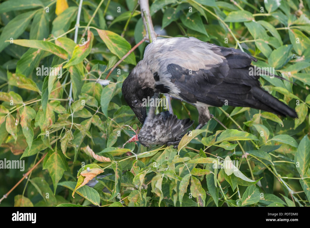 Crow is looking for food. Copy space. Stock Photo