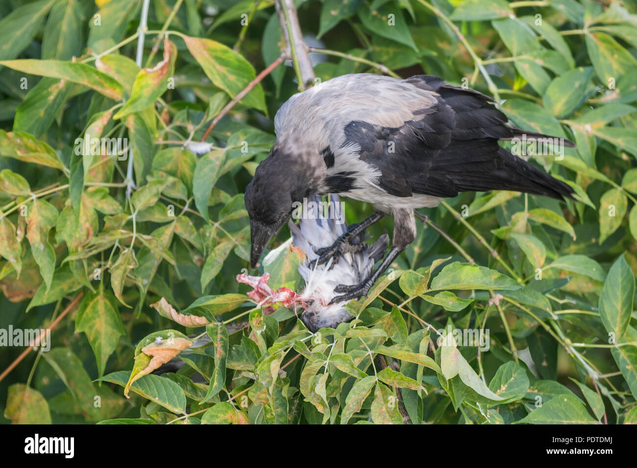 Crow is looking for food. Copy space. Stock Photo