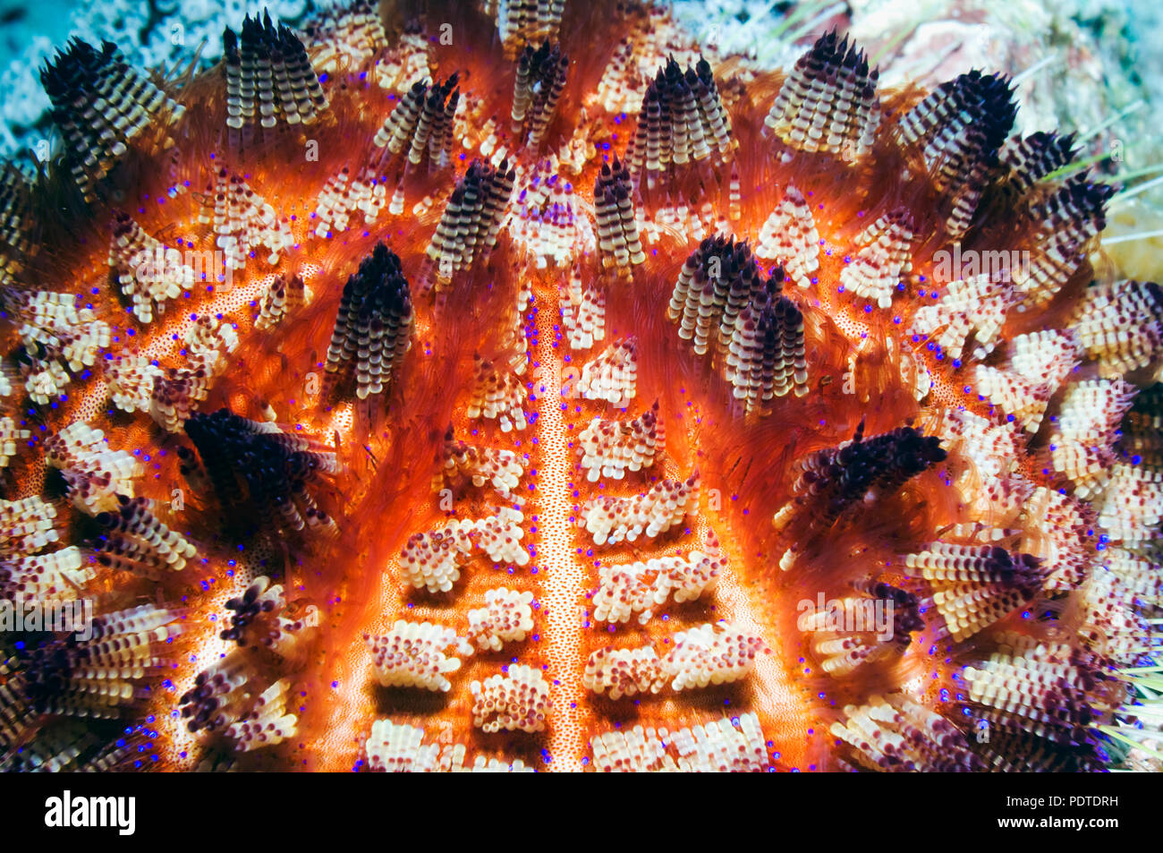 Fire urchin (Asthenosoma ijimai).  This sea urchin has venomous spines and is able to inflict painful stings.  Komodo National Park, Indonesia.  (Digi Stock Photo