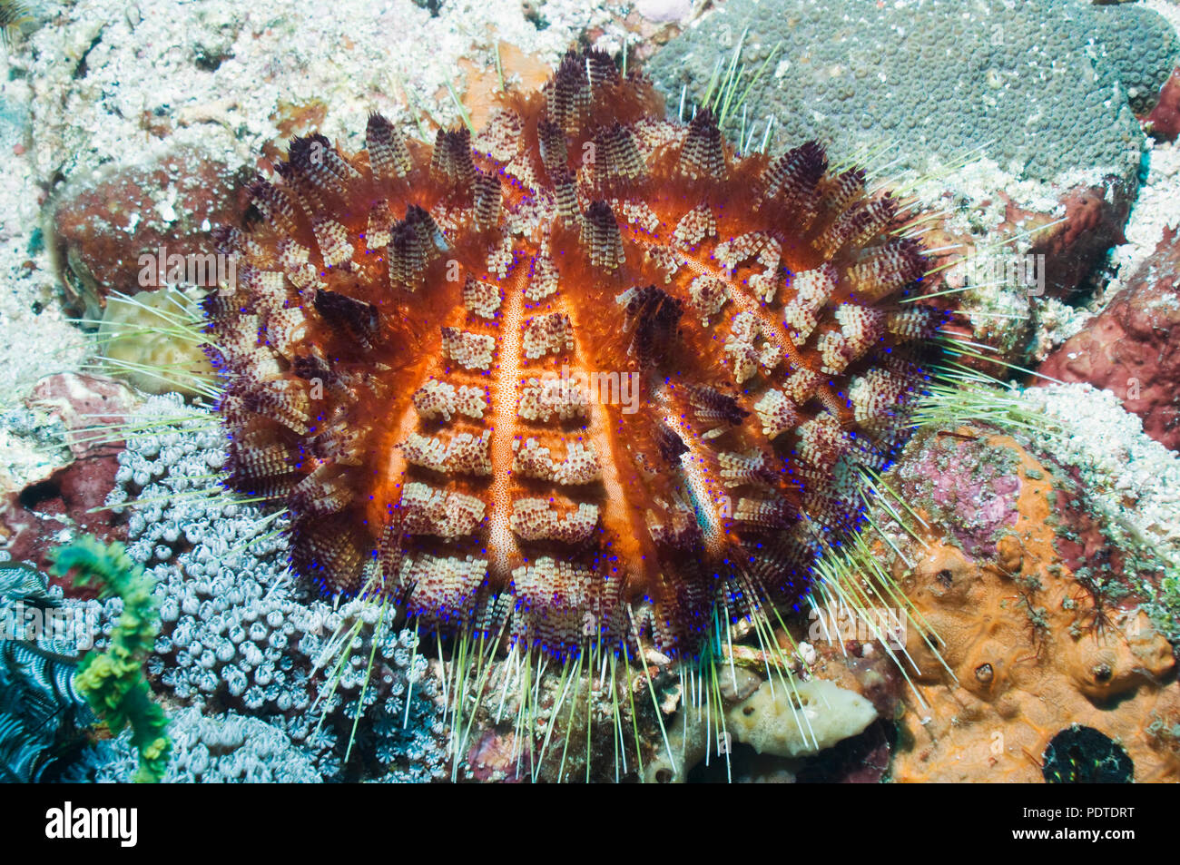 Fire urchin (Asthenosoma ijimai).  This sea urchin has venomous spines and is able to inflict painful stings.  Komodo National Park, Indonesia.  (Digi Stock Photo