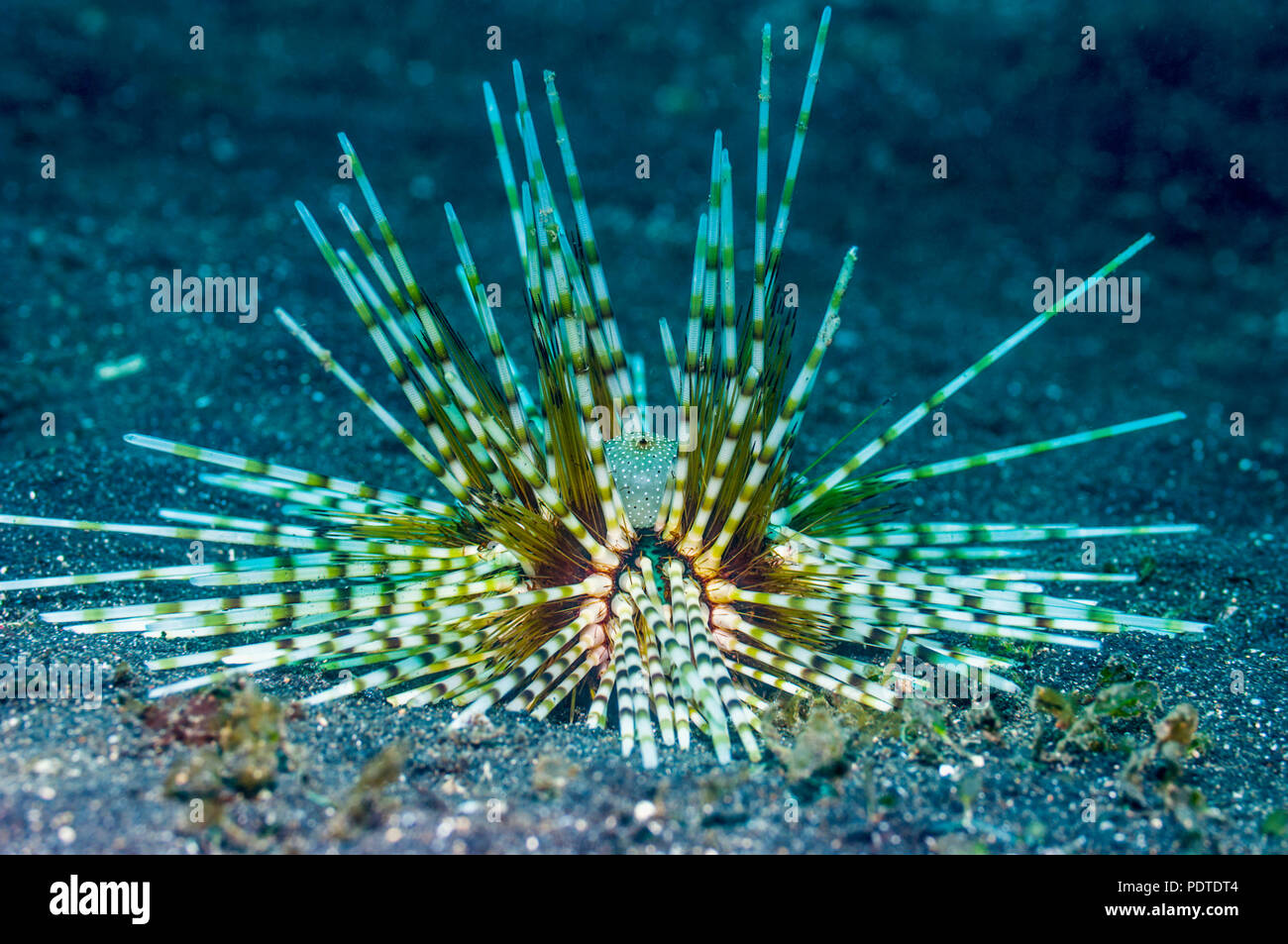 Urchin - Echinothrix calamaris.  Indonesia. Stock Photo