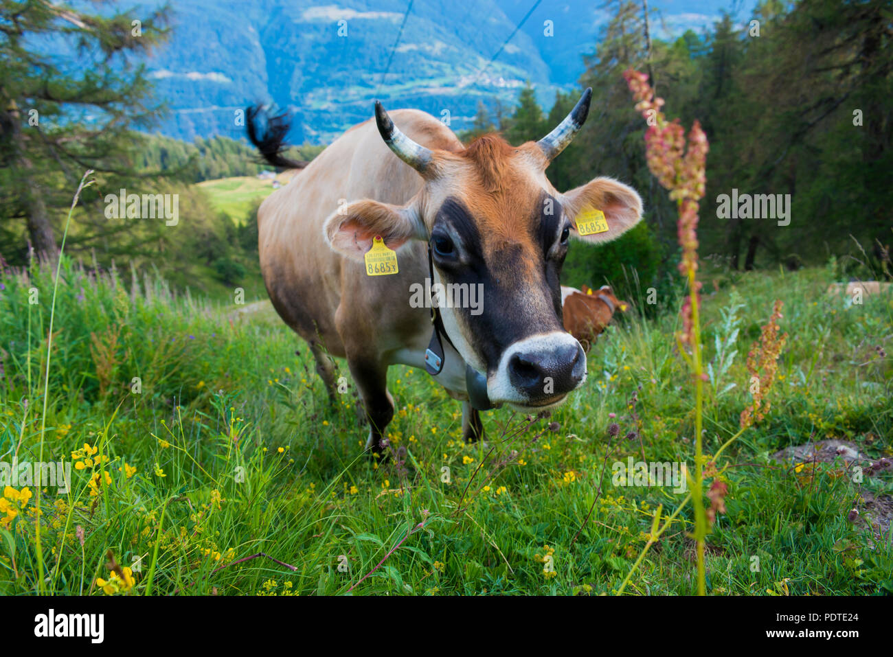 Brown Swiss milk cow grazing on the Alps Stock Photo - Alamy