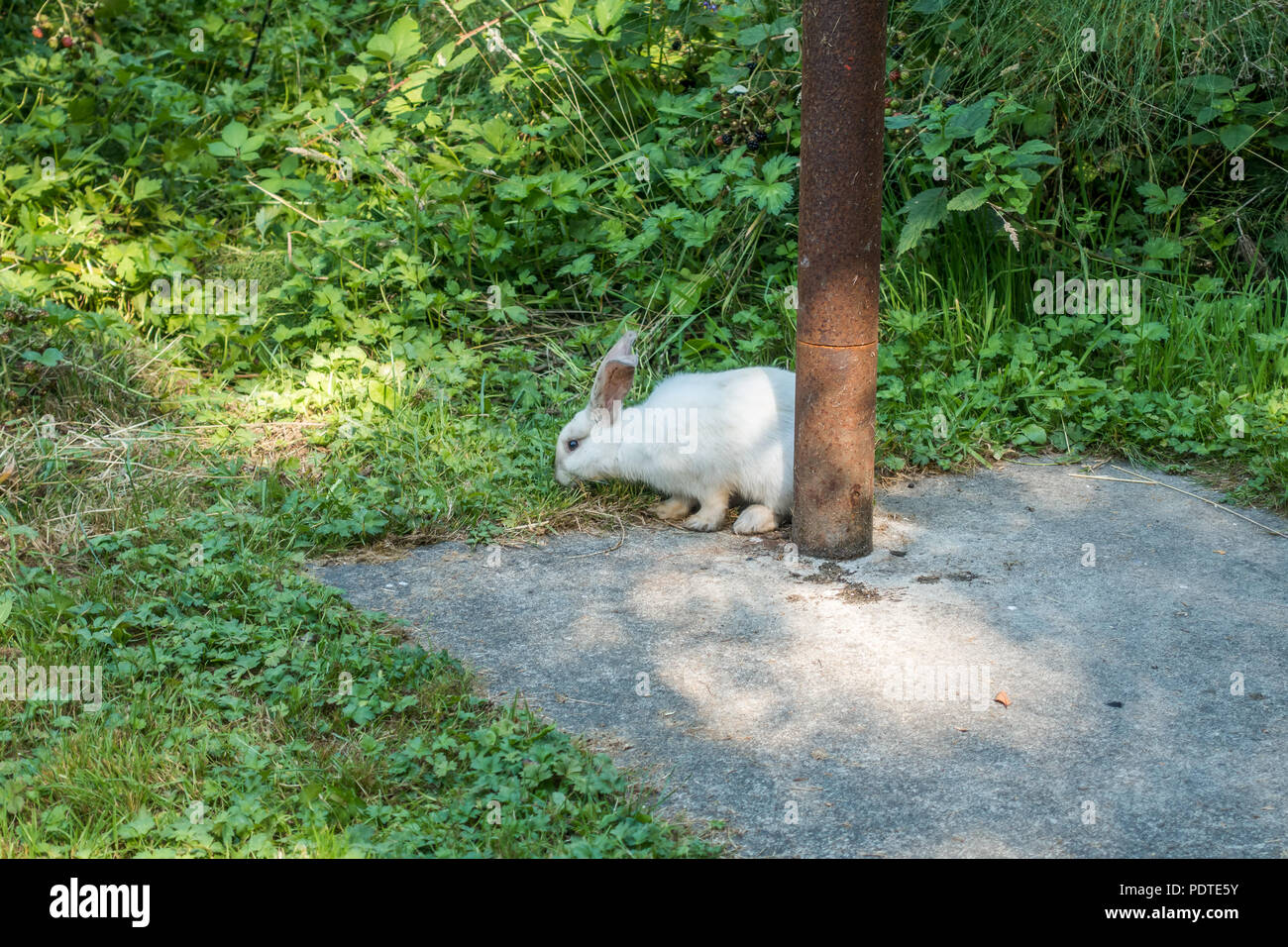 A white rabbit sits by a rusted metal pole at Dash Point State Park, in ...